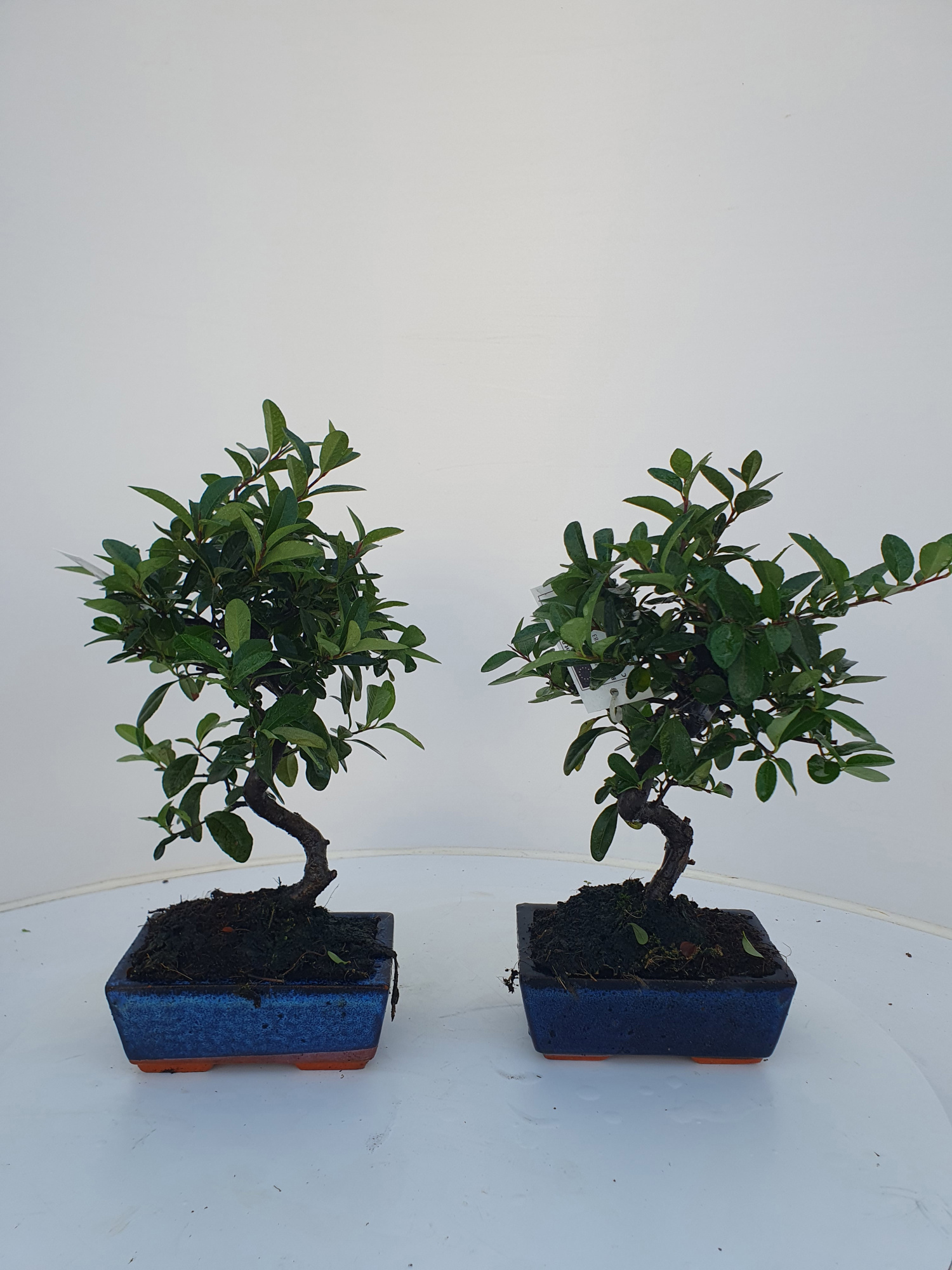 Pyracantha angustifolia 15cm., D 15