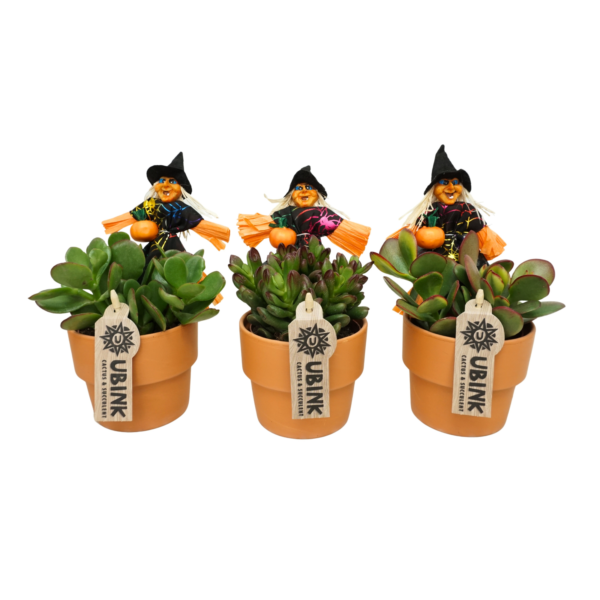 Crassula mix in 10 cm 'Terracotta Kraagpot' met Heks bijsteker, D 10