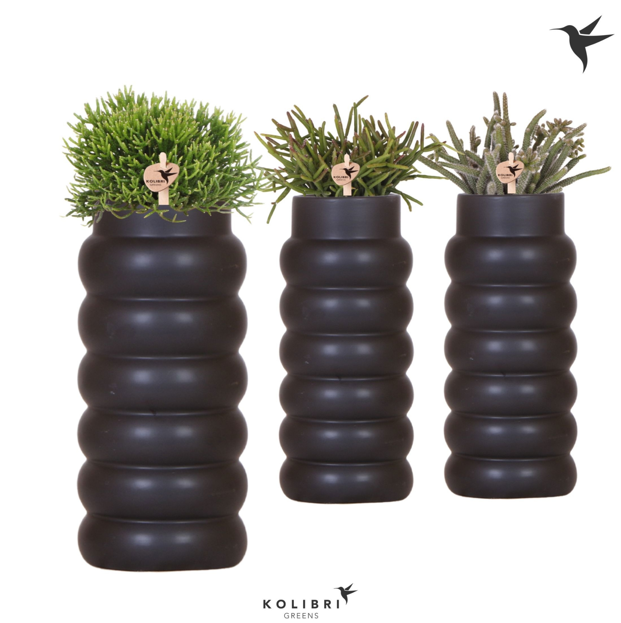 Kolibri Greens Rhipsalis mix in Bubble Fall pot black, D 9