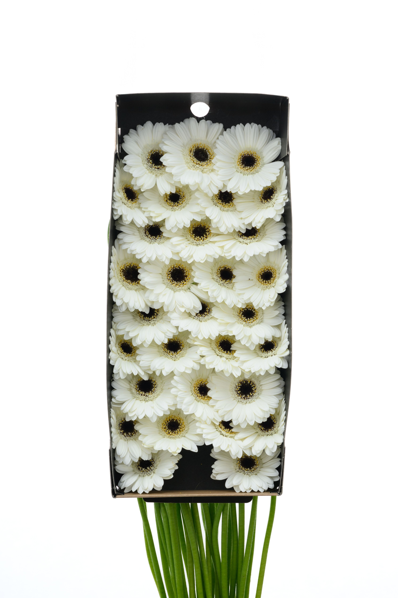 Гермини Лидо x60, шт.