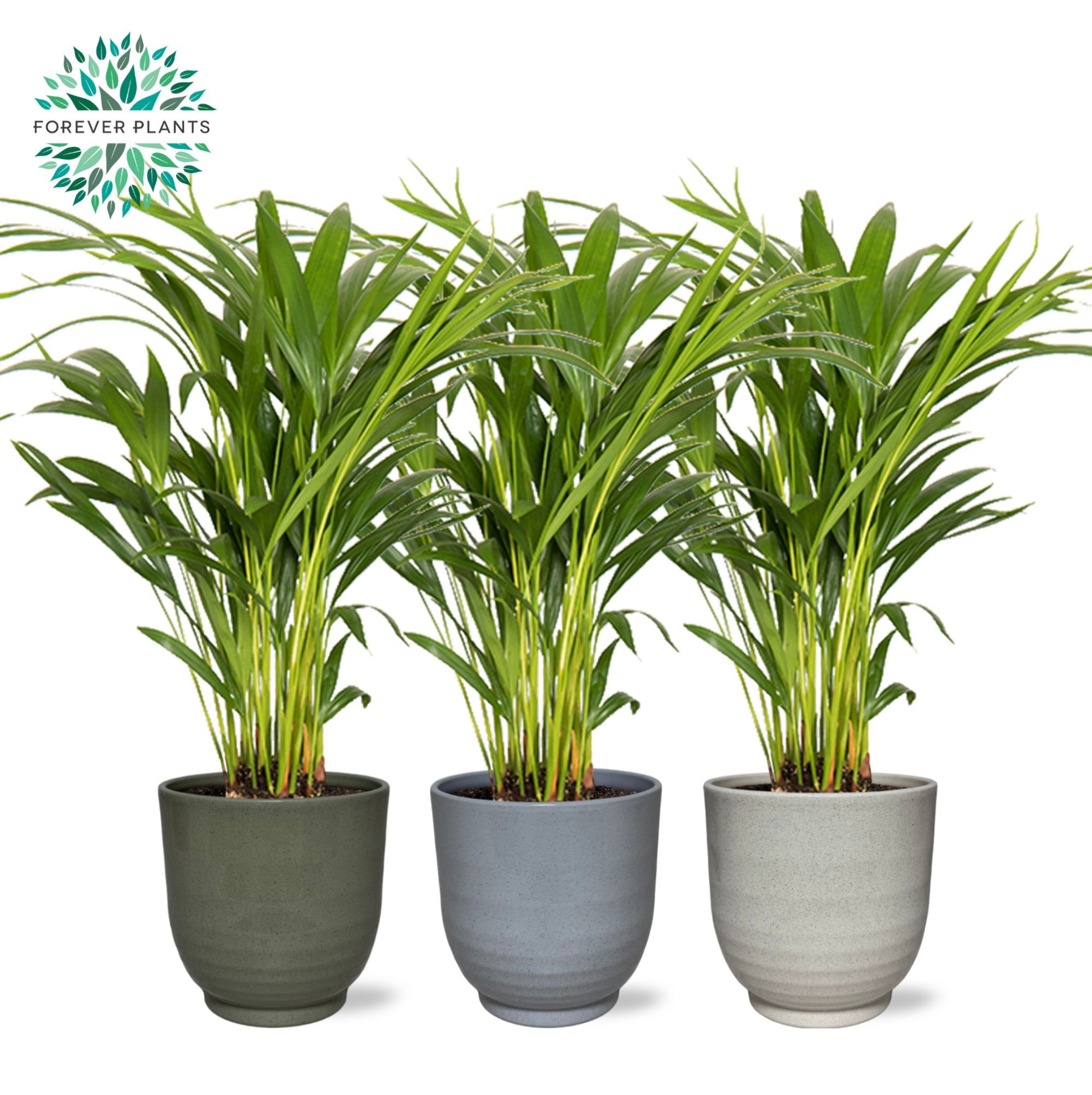 Areca Dypsis lutescens p14 in FEM Keramiek, D 14