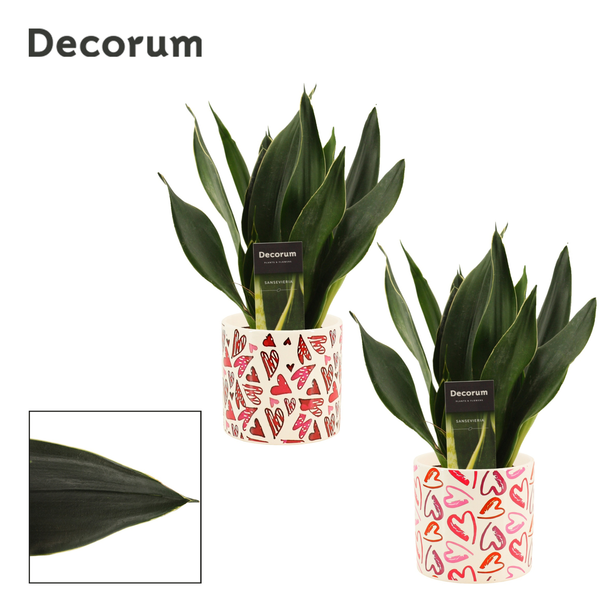 Sansevieria Black Diamond 12 cm in Julia (Deco-collection), D 12