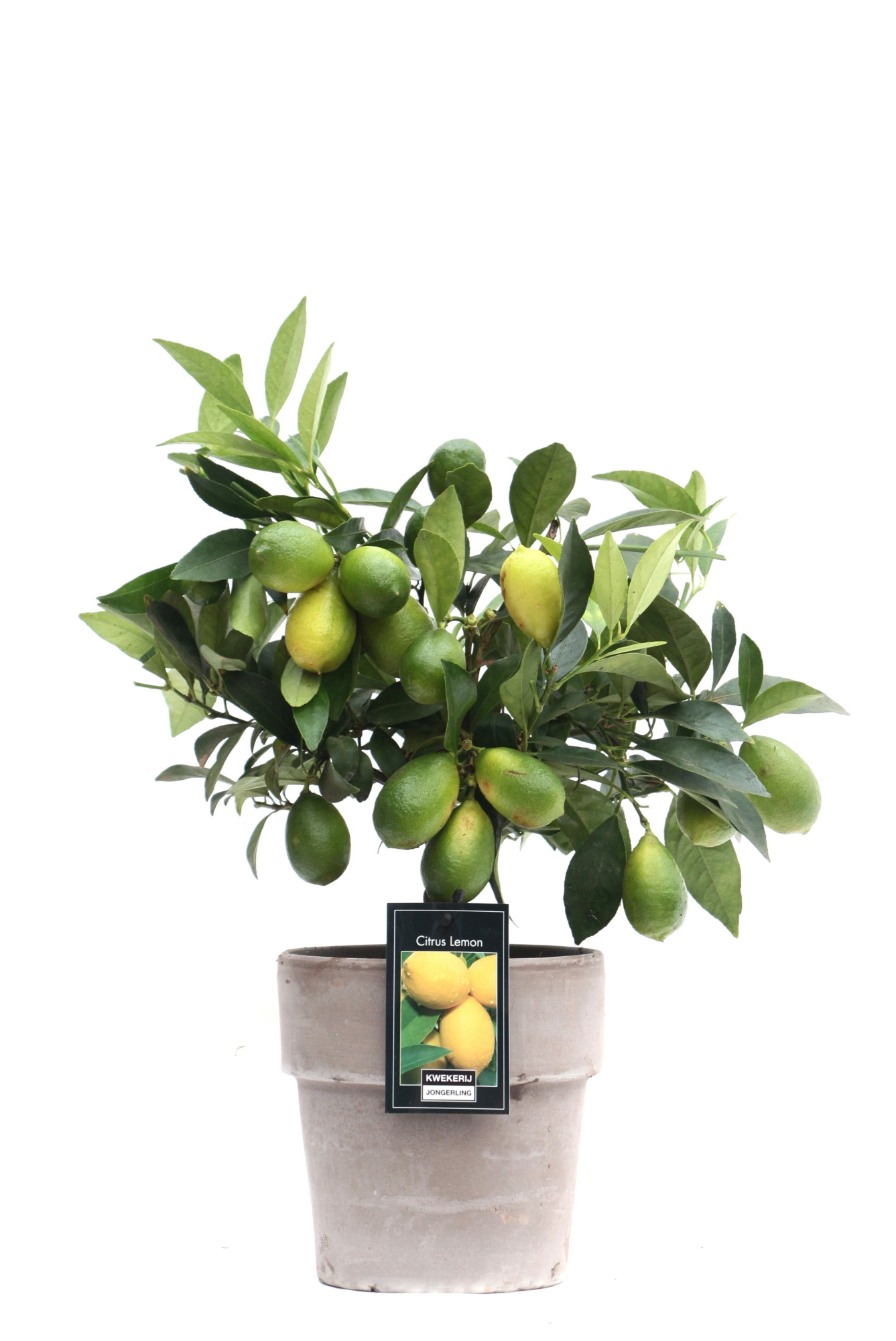 Lemon in Verona pot, D 16