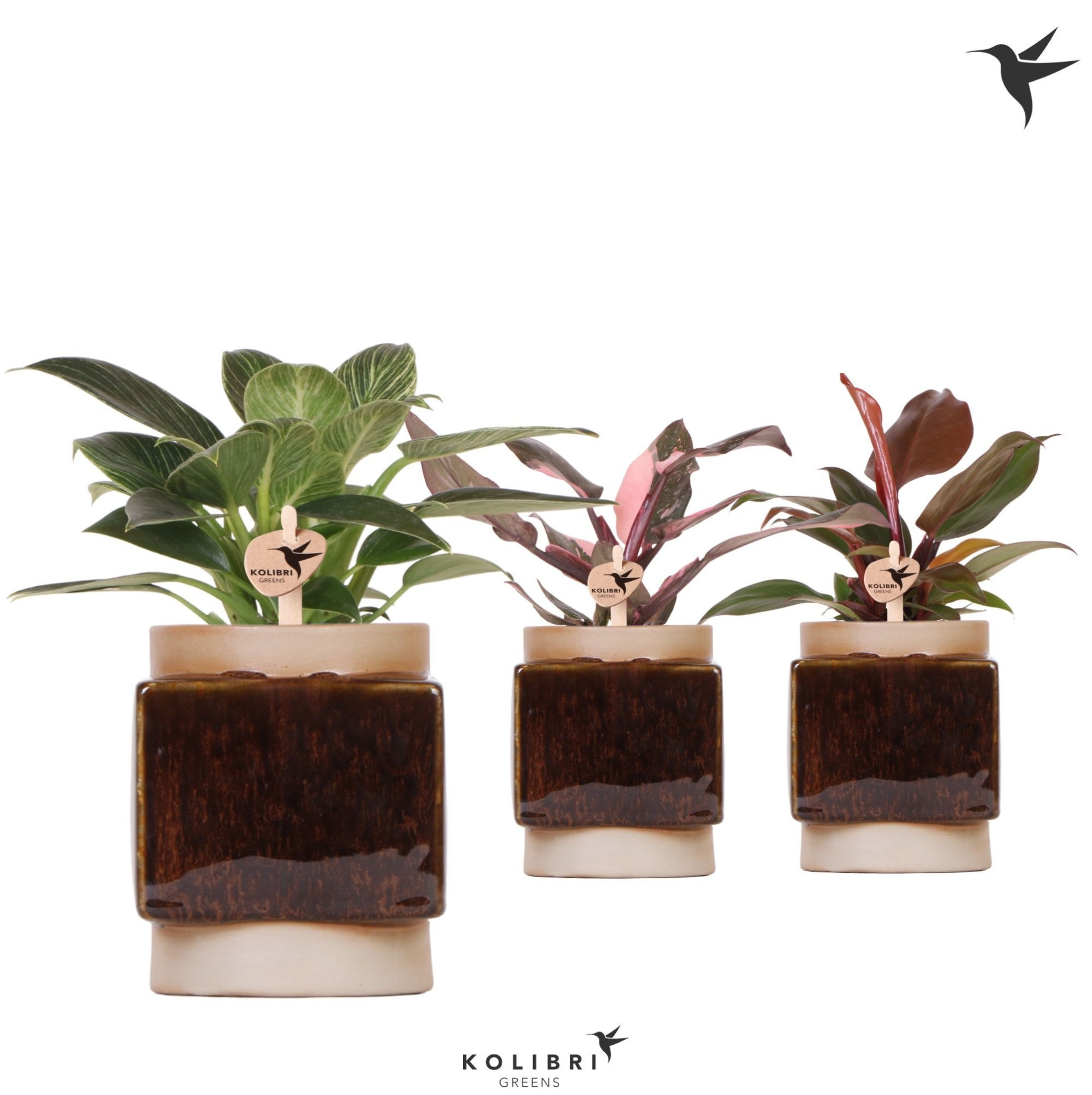 Kolibri Greens Philodendron mix in Classy Cube pot, D 9 cm