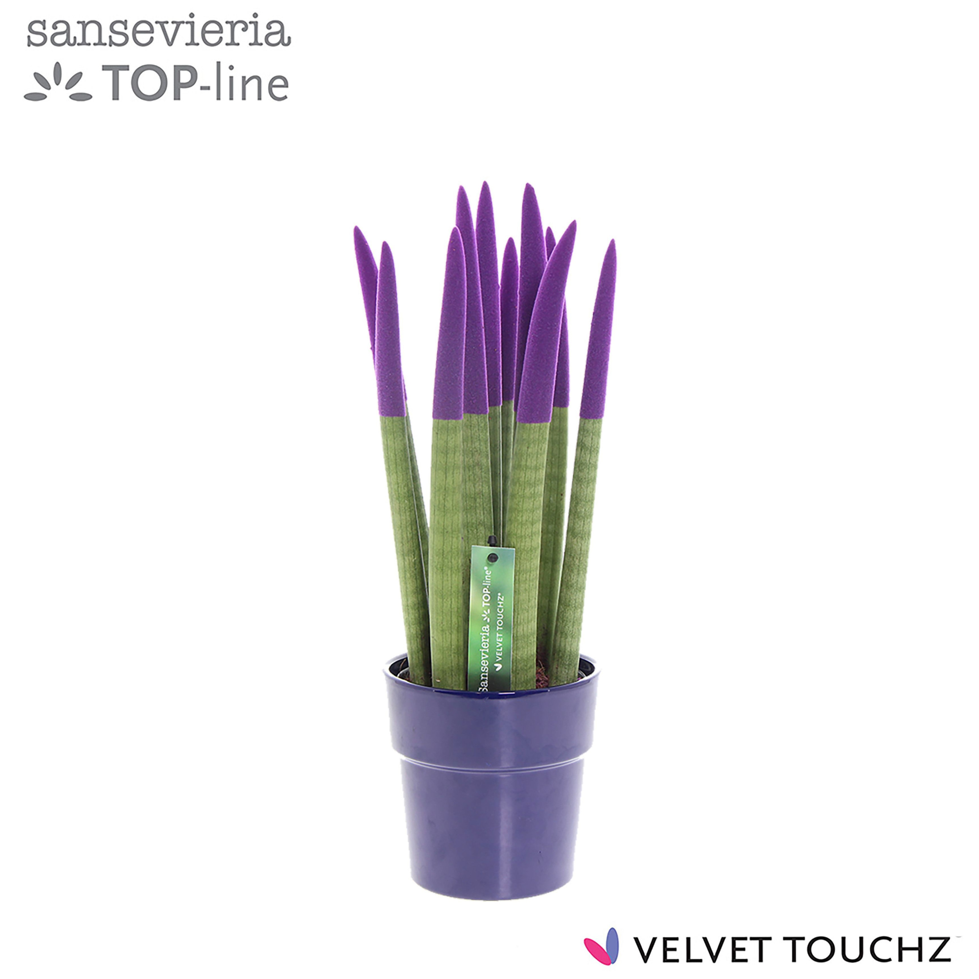 Sansevieria VELVET TOUCHZ® Paars in keramiek Edel, D 12 cm