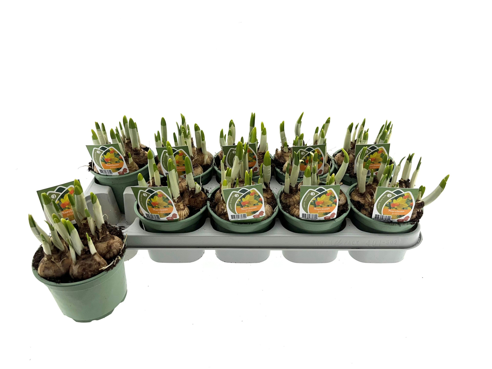 Narcis Jetfire 12 cm, D 12