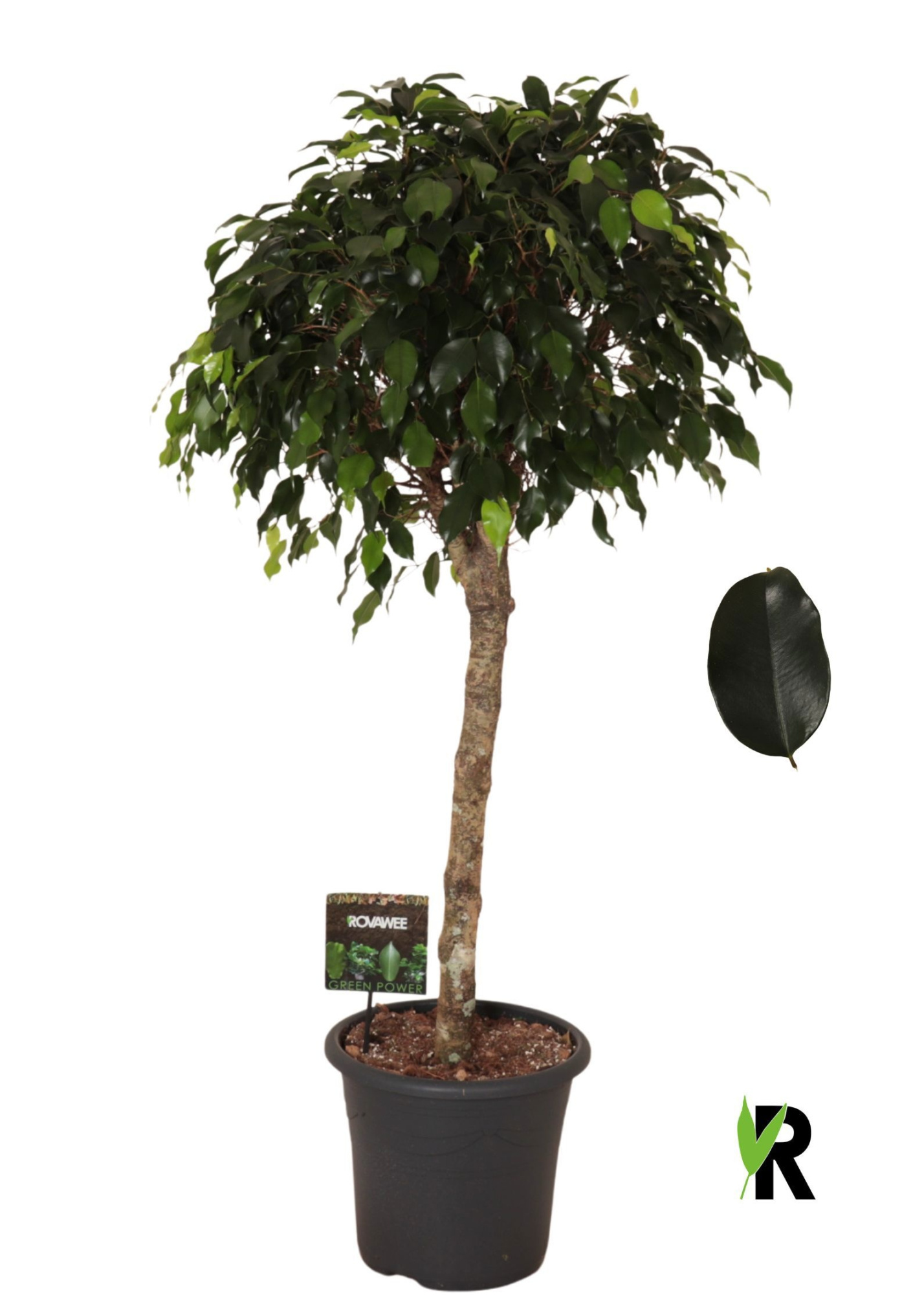Ficus benj. Danielle op stam, D 32