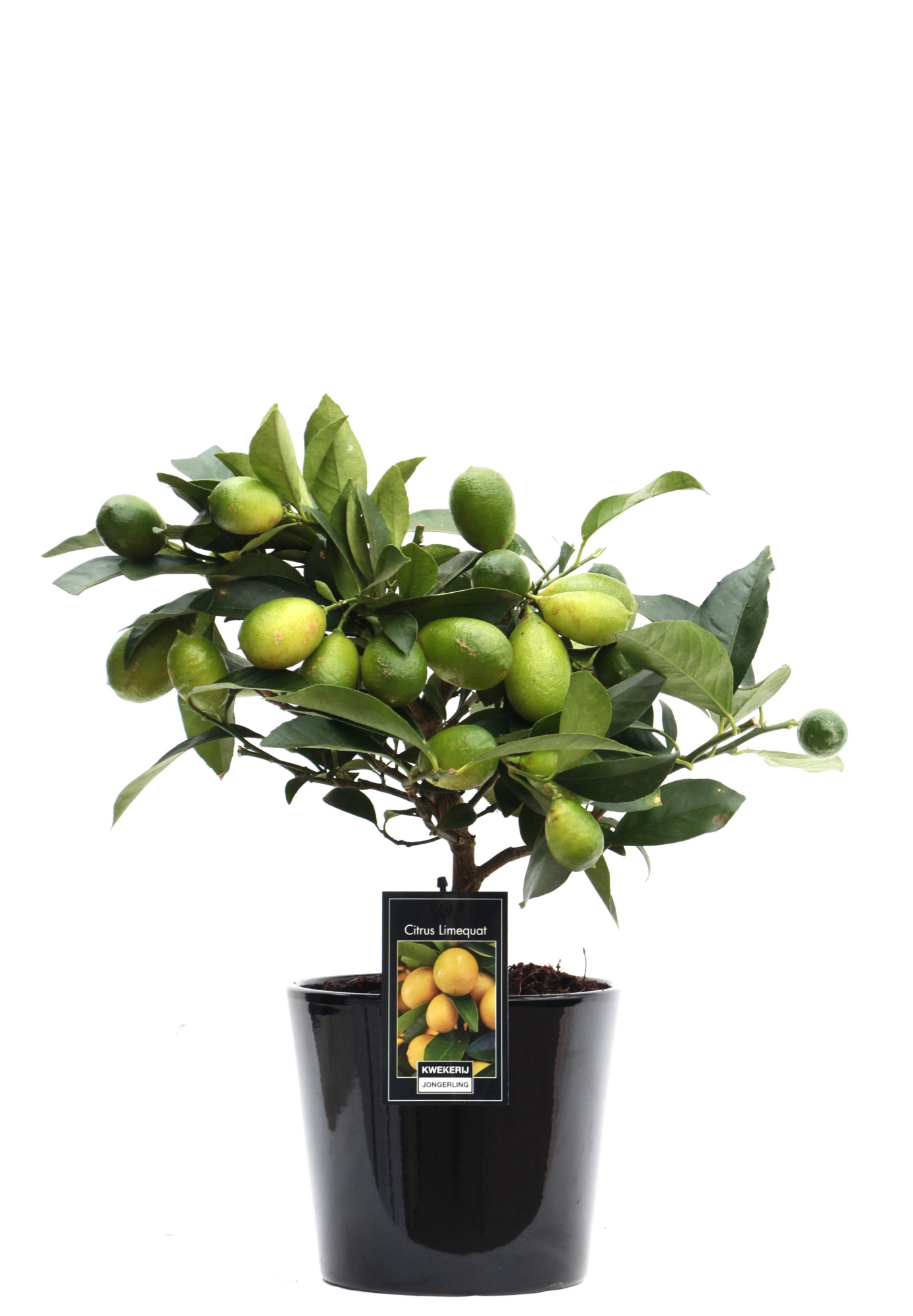 Limequat in Keramiek Roma zwart, D 16