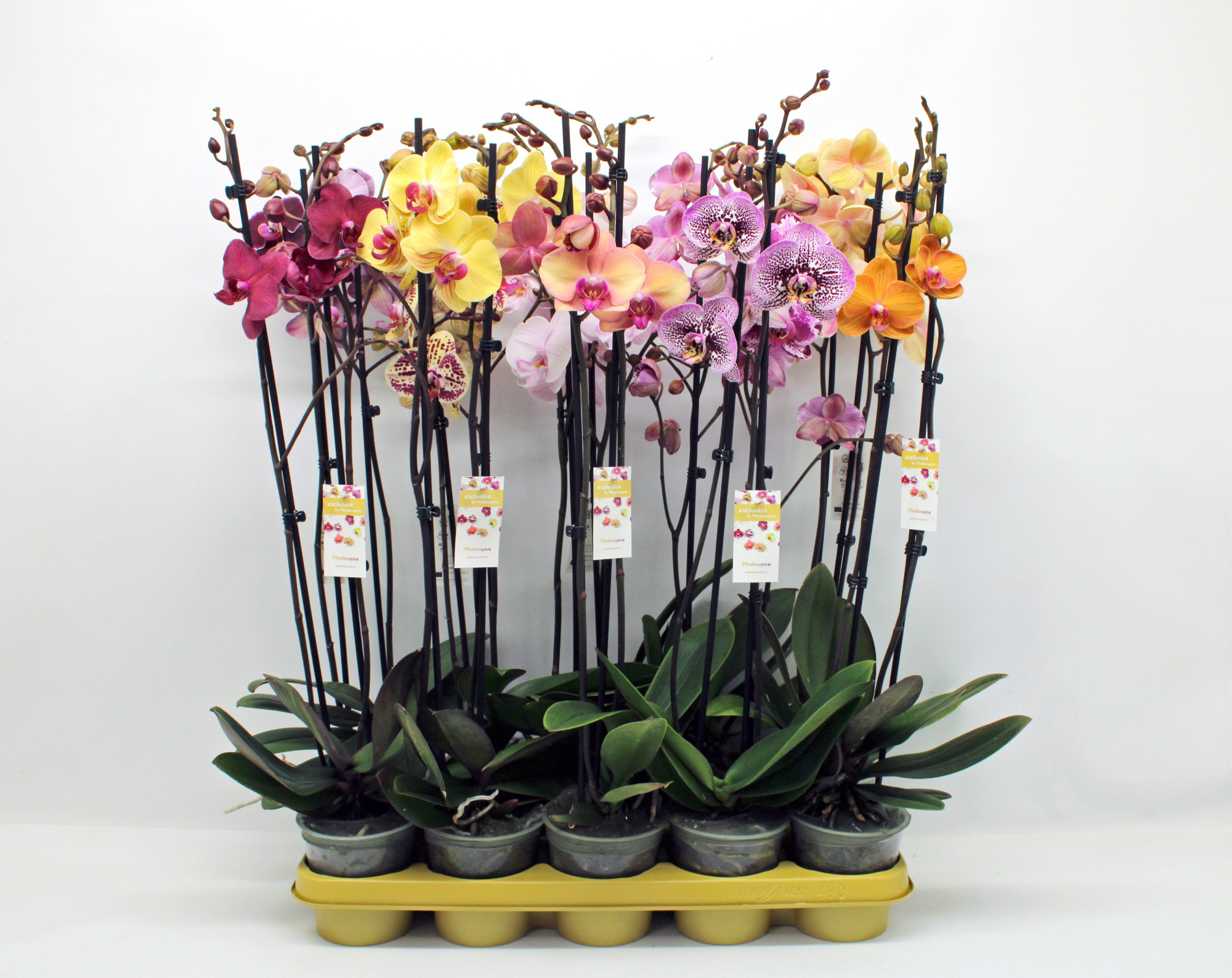 Gemengd 2-tak 70cm (GROEN), D 12 cm