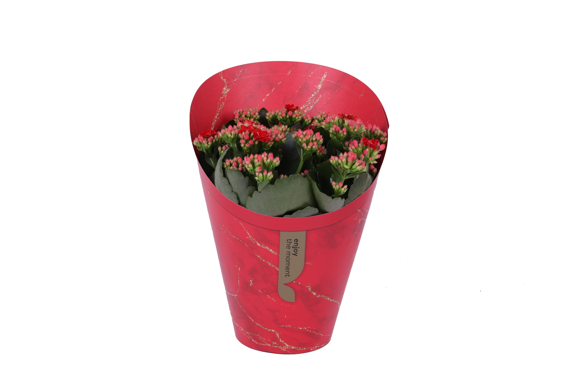 KP-894.1 RD - Kalanchoe Rosalina Rood 15cm in Gifts cover, D 15 cm