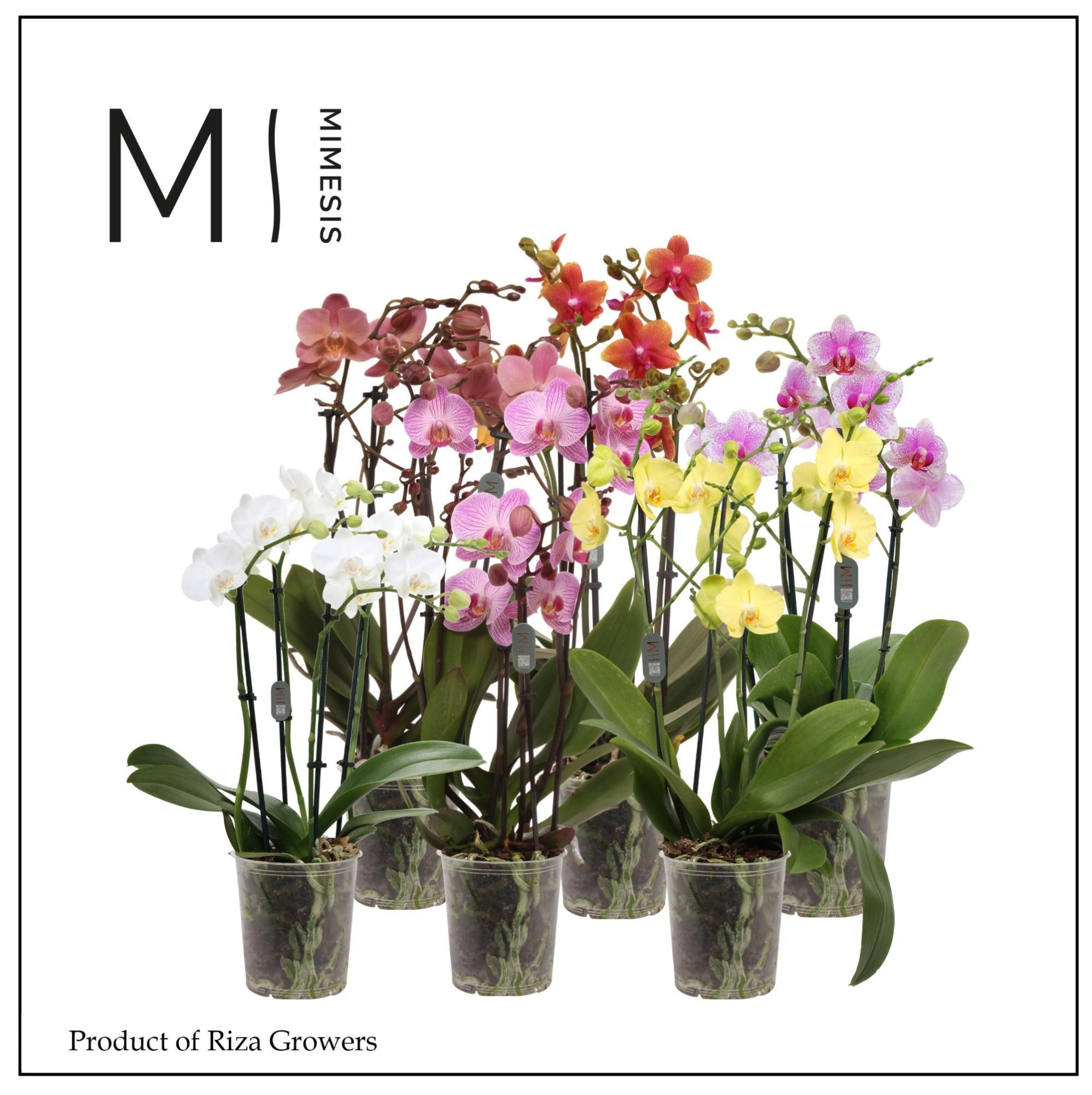 Phalaenopsis Multi Mix 4 spike - 12cm | Mimesis, D 12 cm