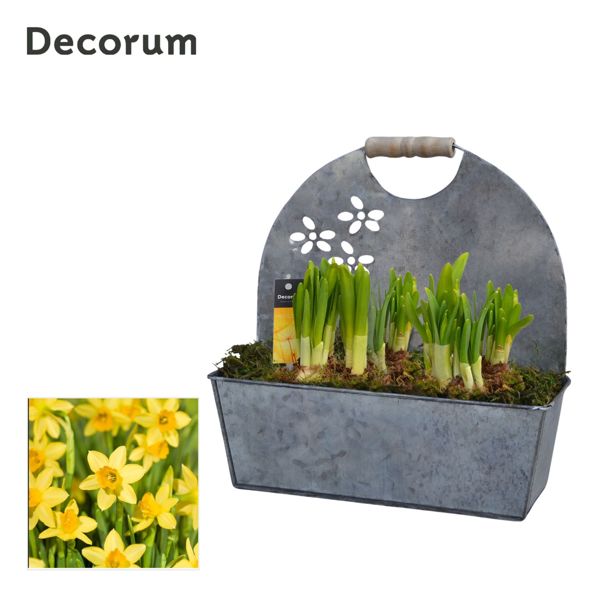 Narcis Flower Garden HL14623N, D 25