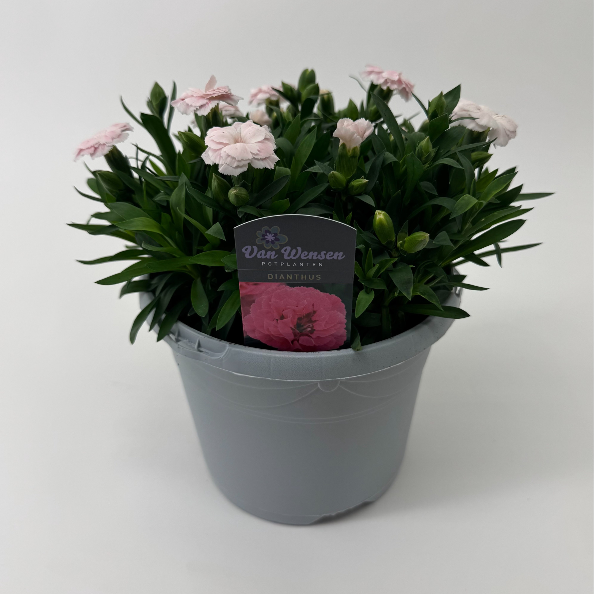 Dianthus 'Oscar' White, D 17