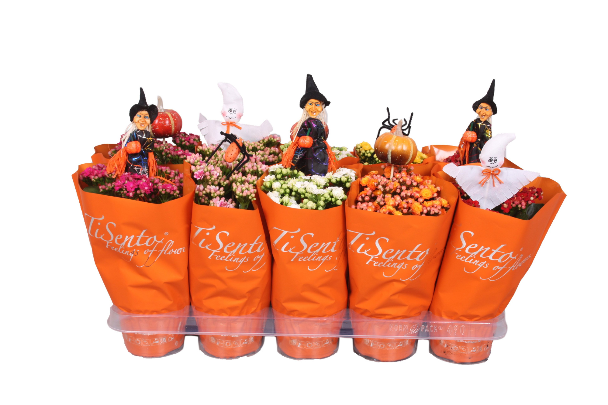 Calandiva 12 cm Mix - Oranje met Halloween Bijsteker, D 12