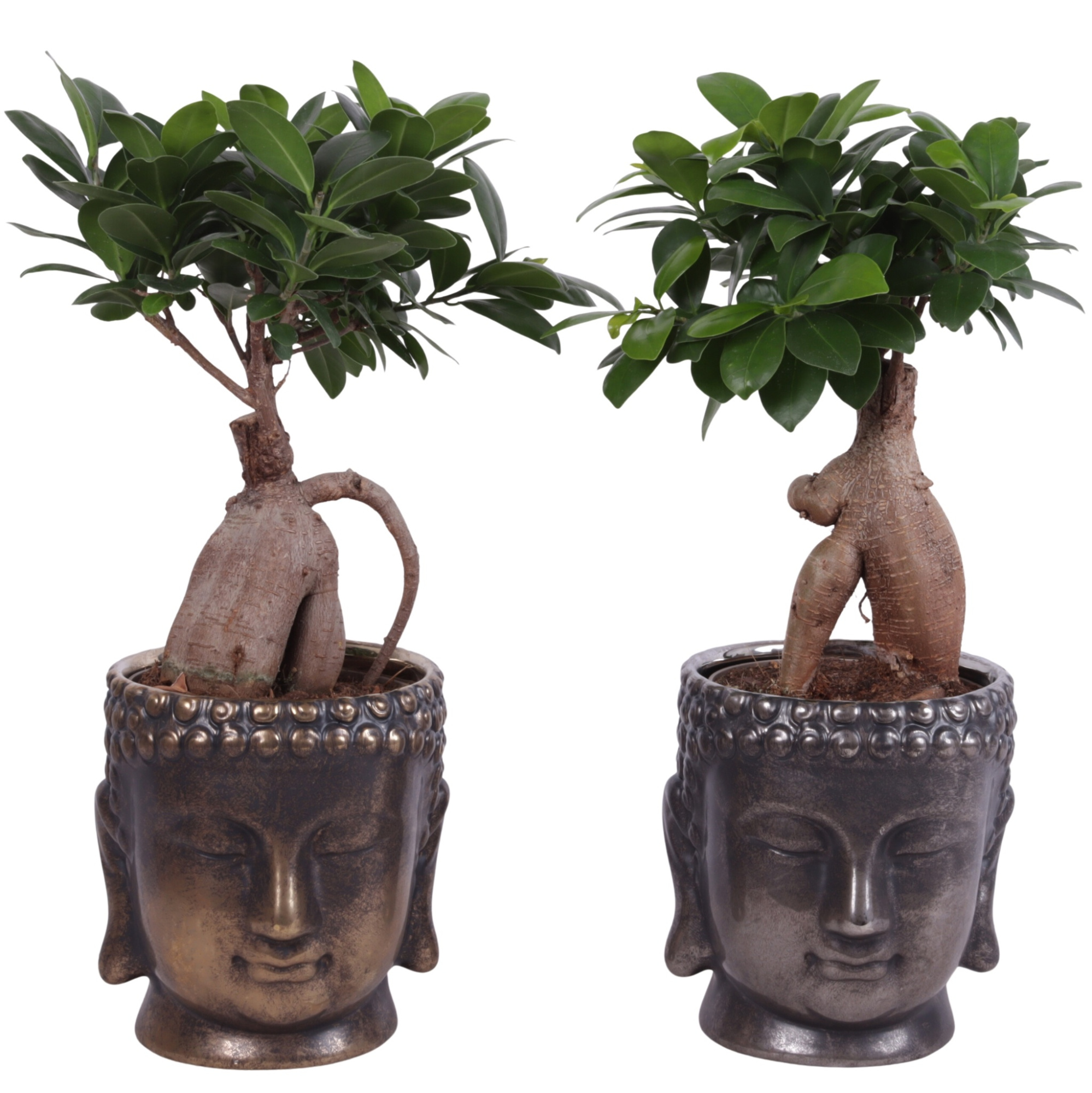 Ficus m. Ginseng Ball Shape Ø12cm in Ceramic Buddha G/S Ø15cm, D 15