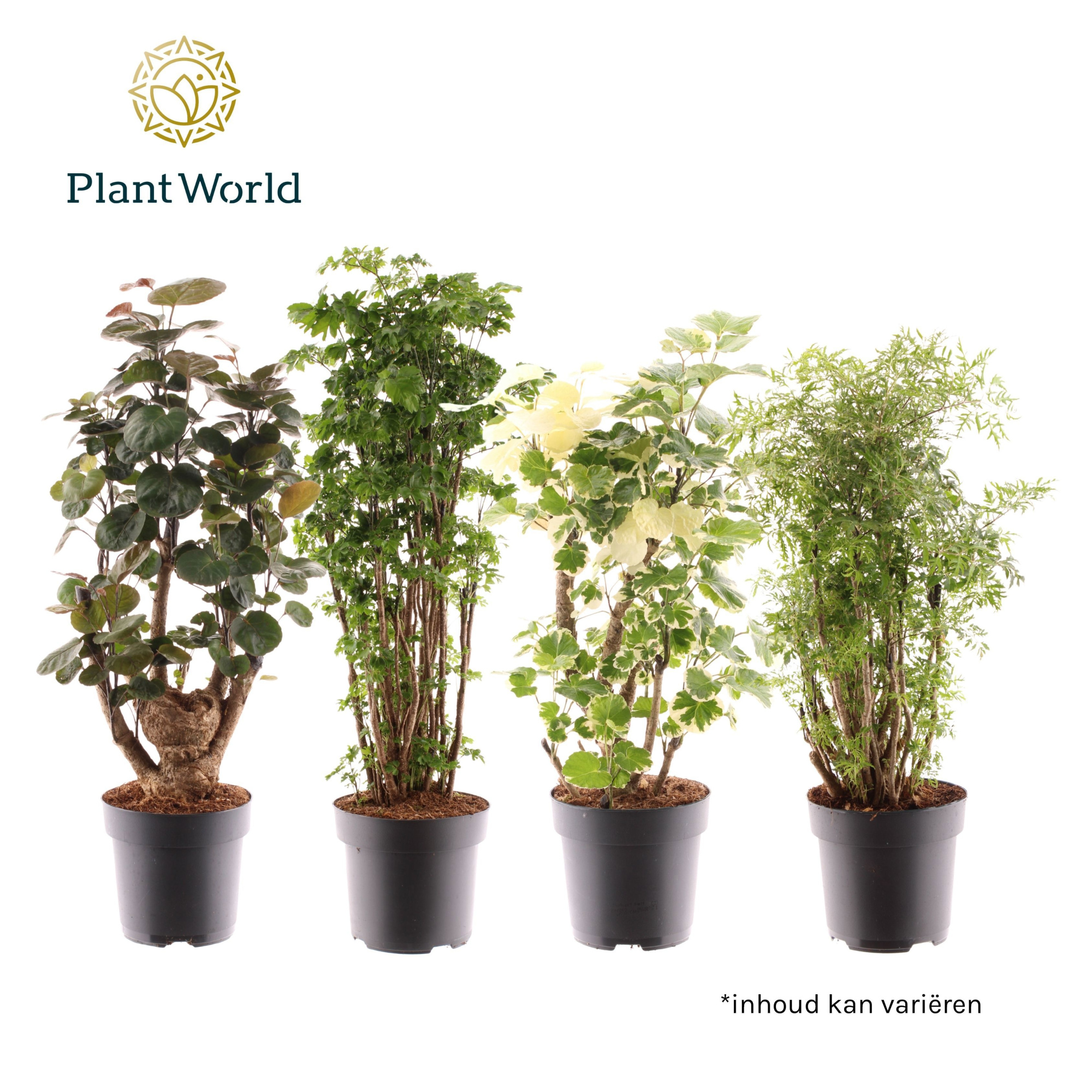 Polyscias vertakt gemengd, D 24