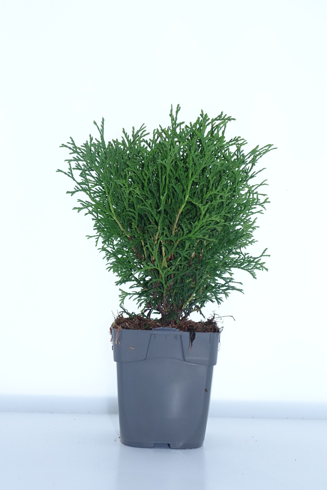 Thuja occ. 'Tiny Tim', D 12