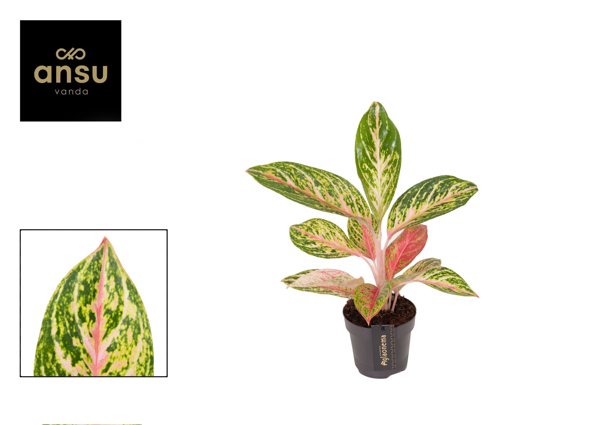 Aglaonema Coco Melon, D 12 cm