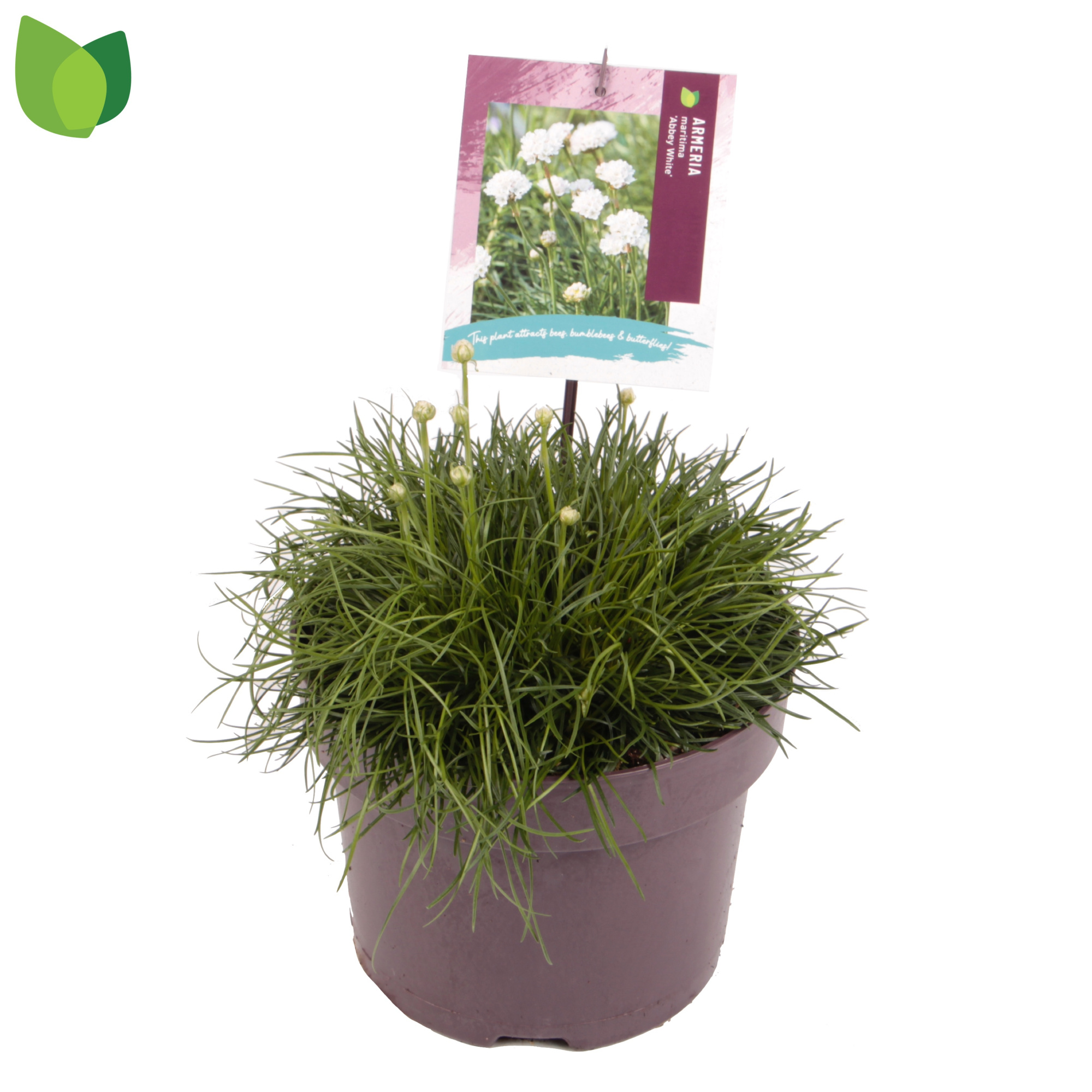 Armeria maritima 'Abbey White' C5/P23, D 23