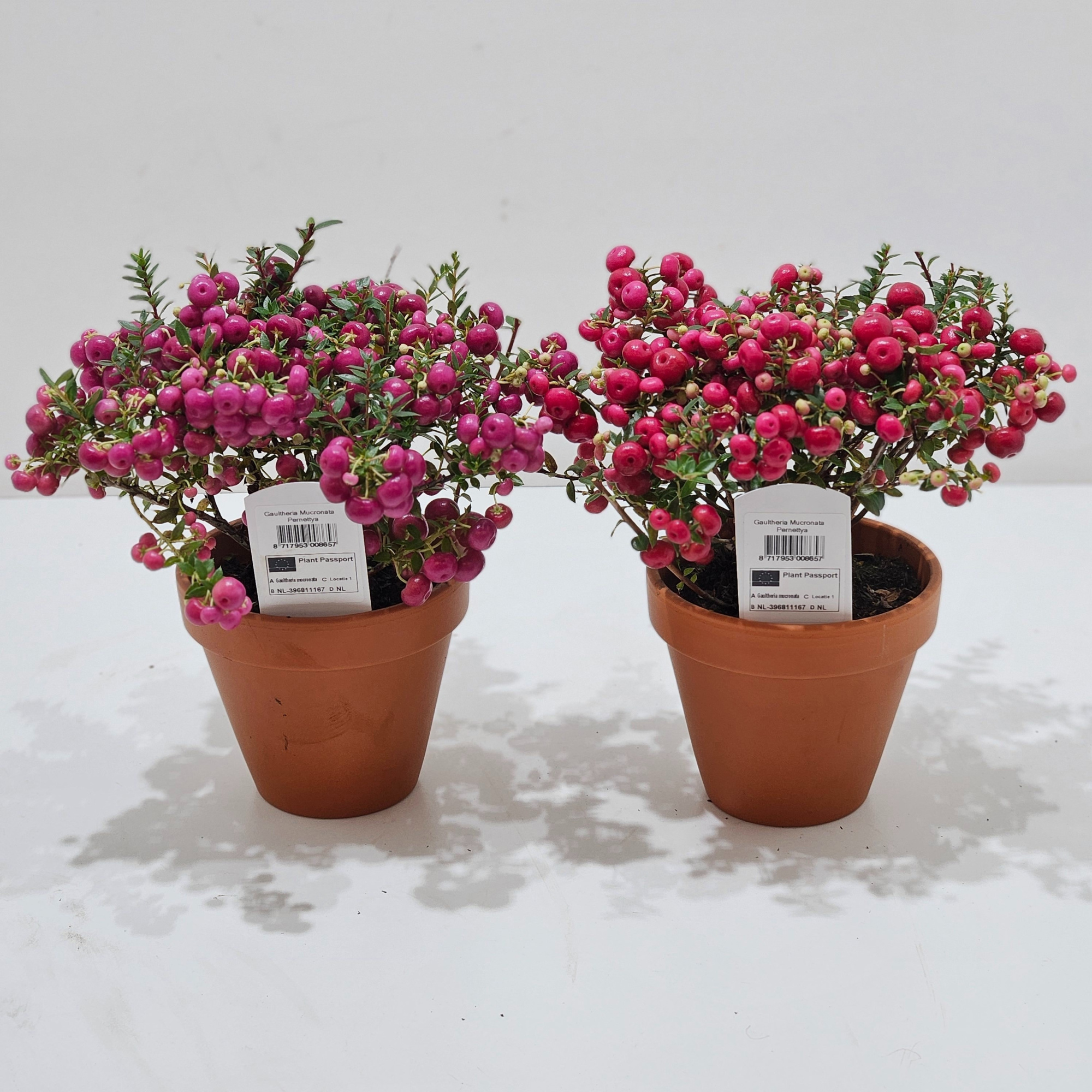 Gaultheria mucronata Terracotta Mixlaag, D 12 cm