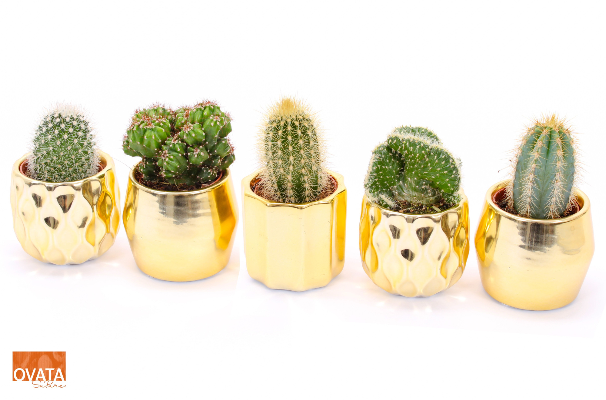 Cactus mix in San Francisco 7, D 7 cm