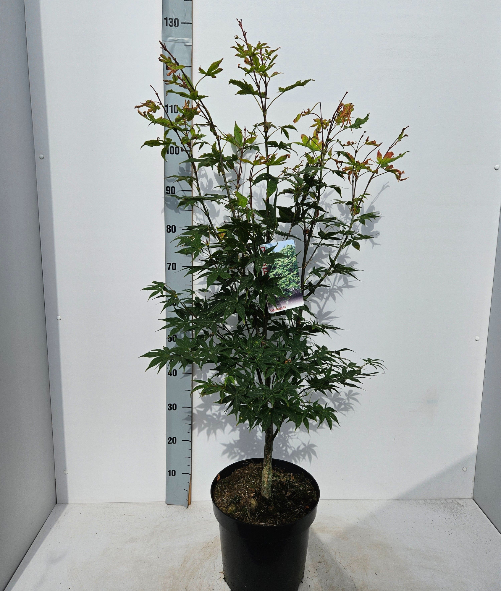 Acer palmatum 'Osakazuki', D 26 cm