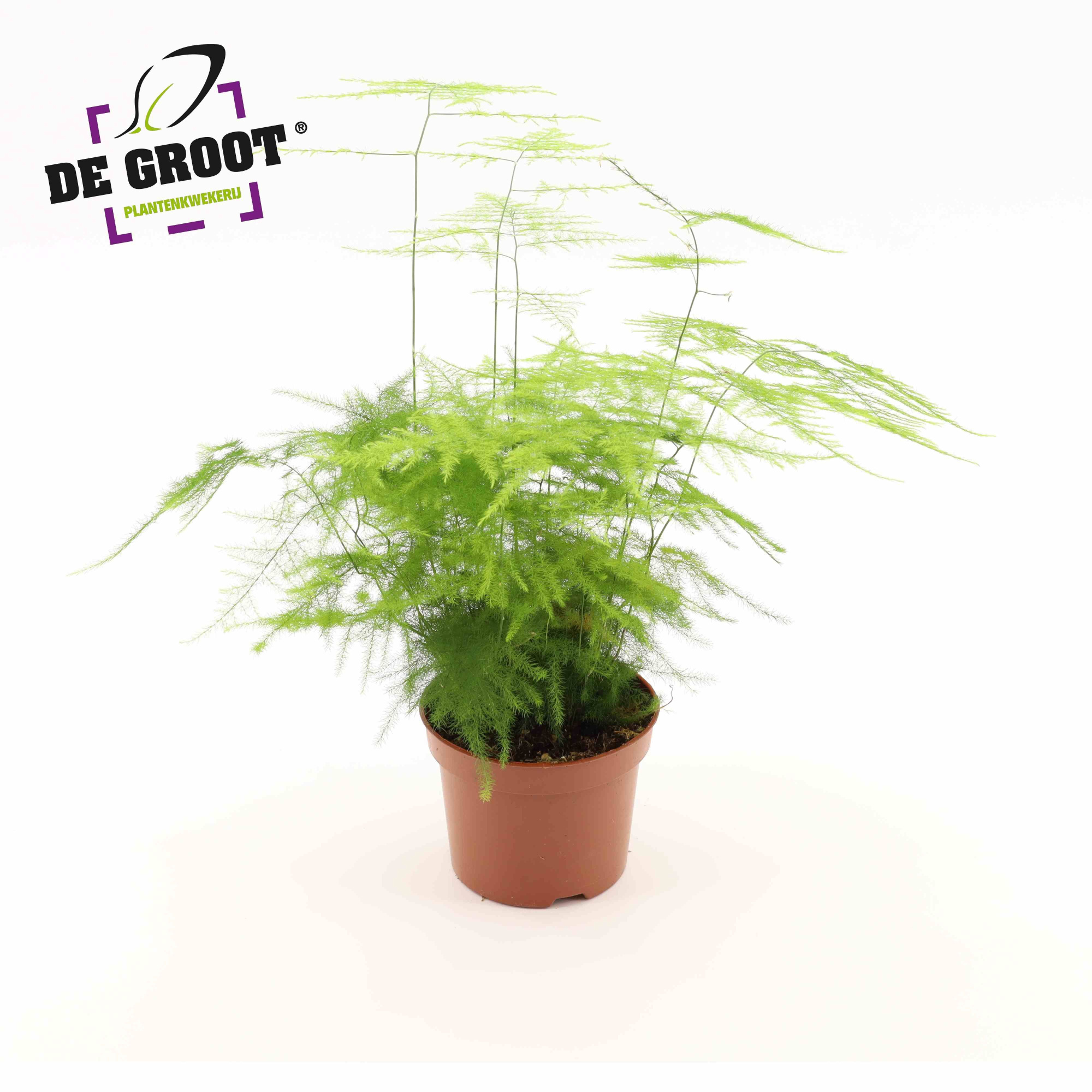 Asparagus Setaceus 'Plumosus', D 12 cm