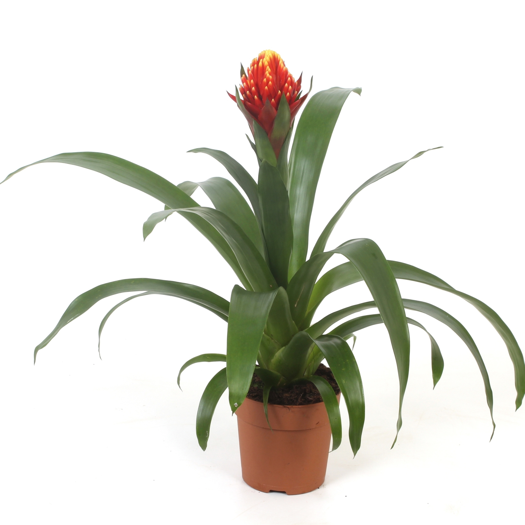 Guzmania Torch, D 12 cm