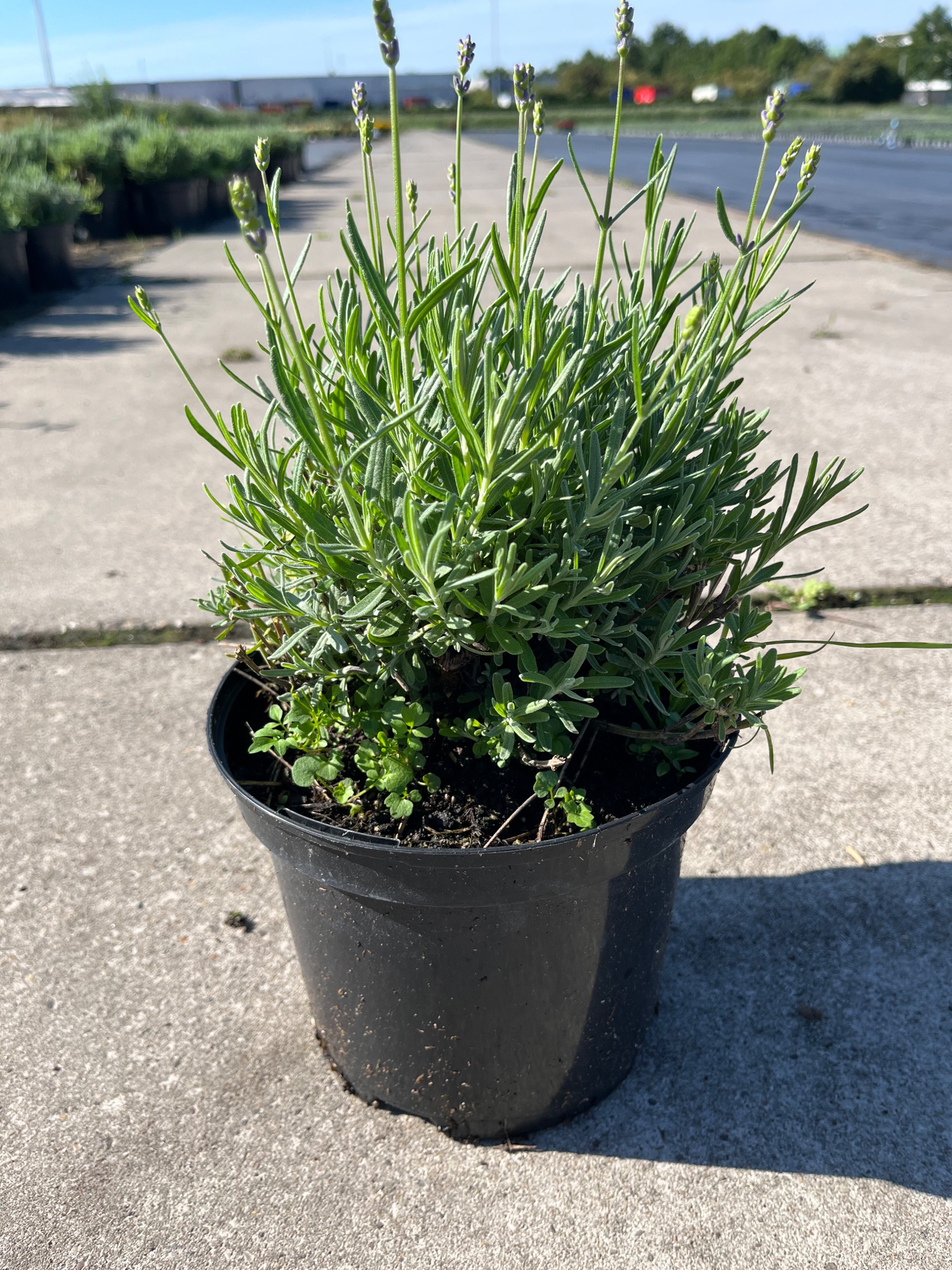 lavendel hidcote, D 17 cm