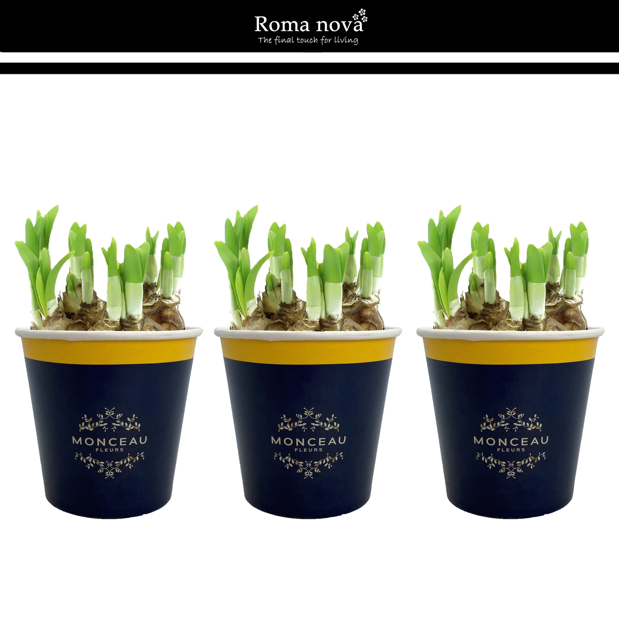 1031 - Cup Monceau Fleurs, D 12 cm