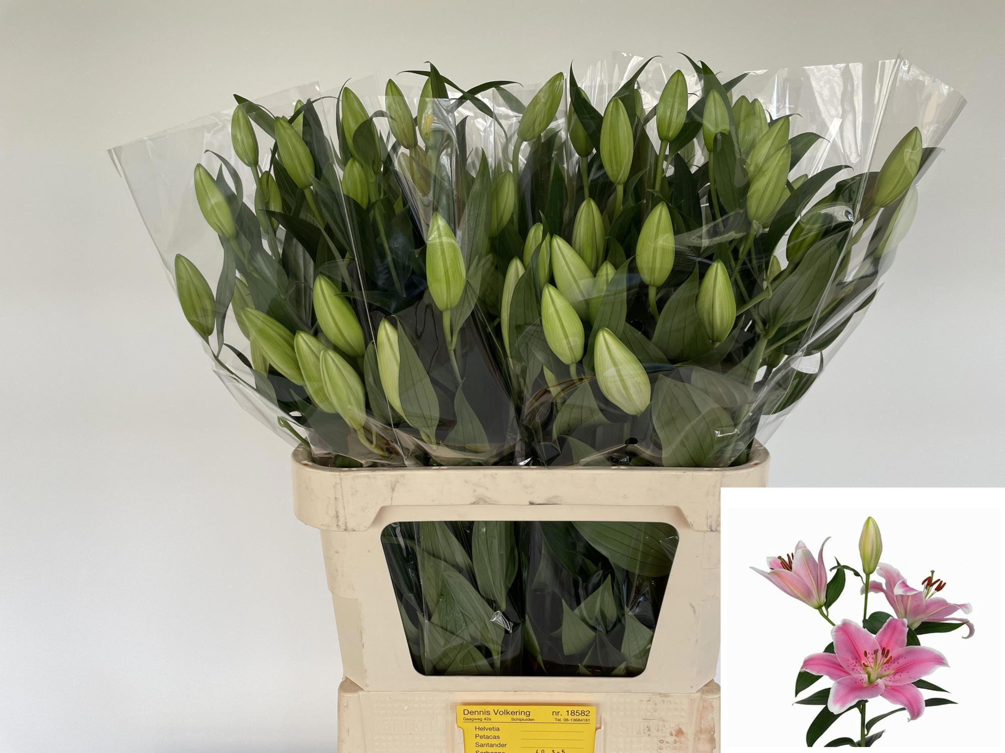 Лилия Сорбонне 85, шт.