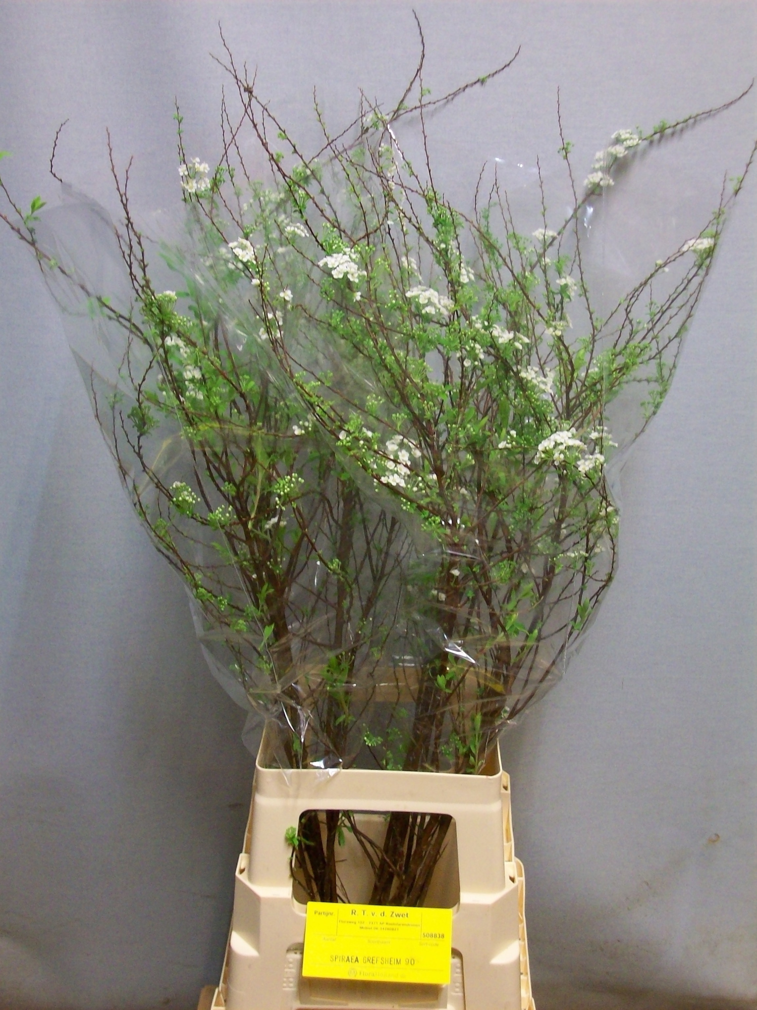 Спирея Грефшейм 90, шт.