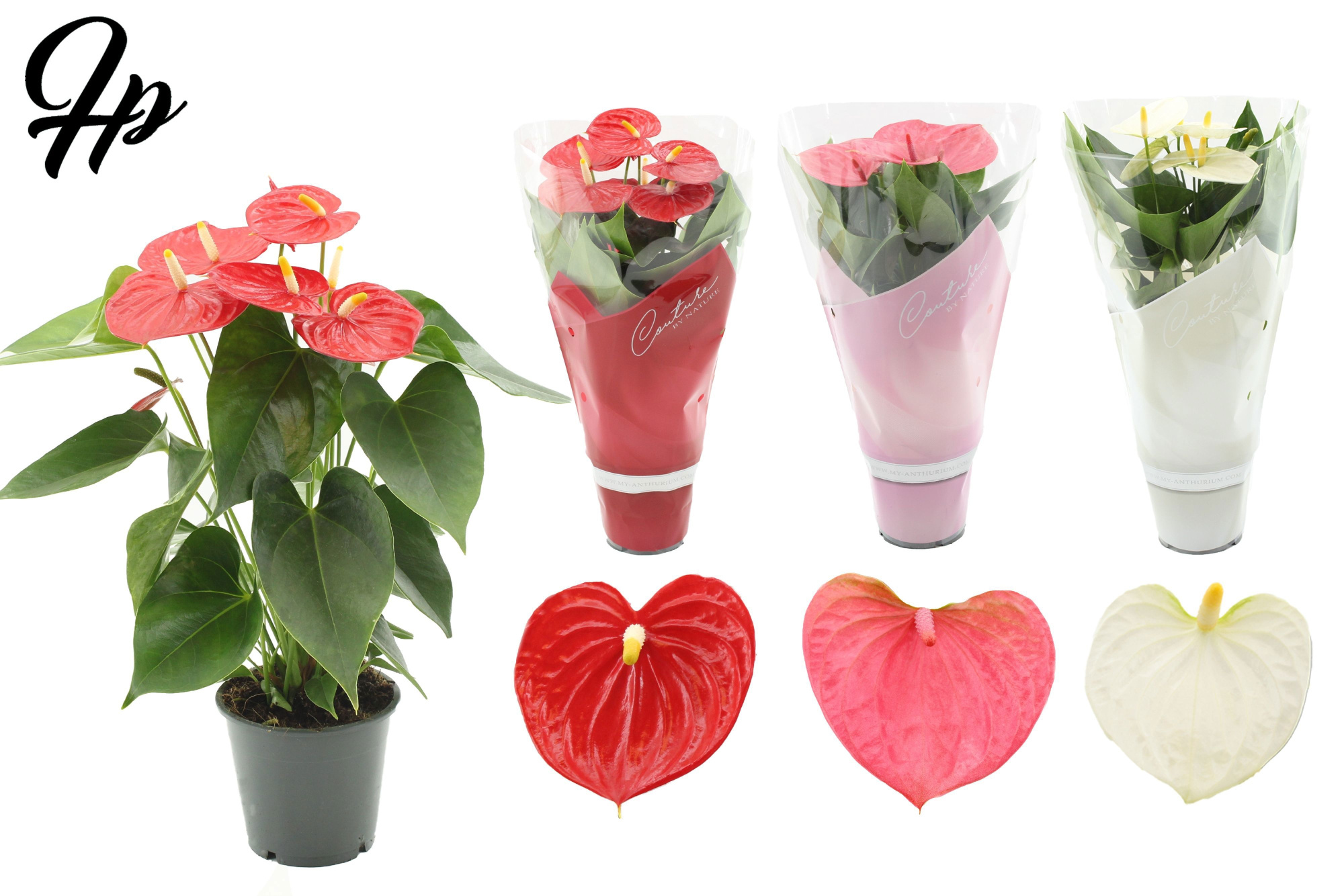 Anthurium 12 cm - 3 color mix in Couture sleeve, D 12 cm
