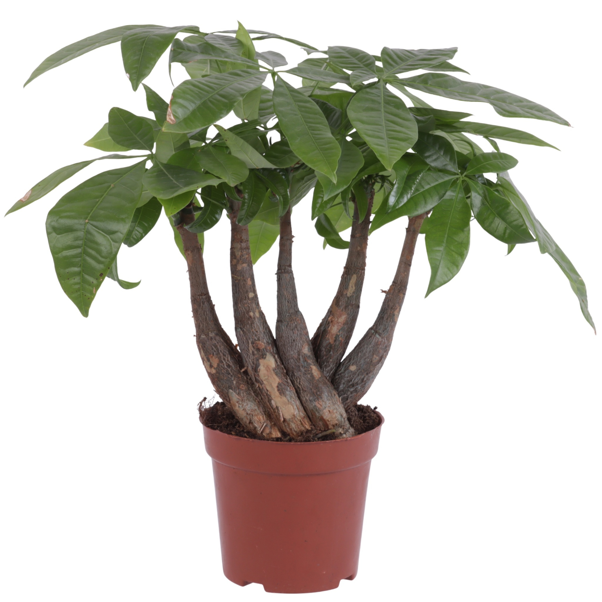 Pachira Aquatica Handshake pot Ø12cm, D 12 cm