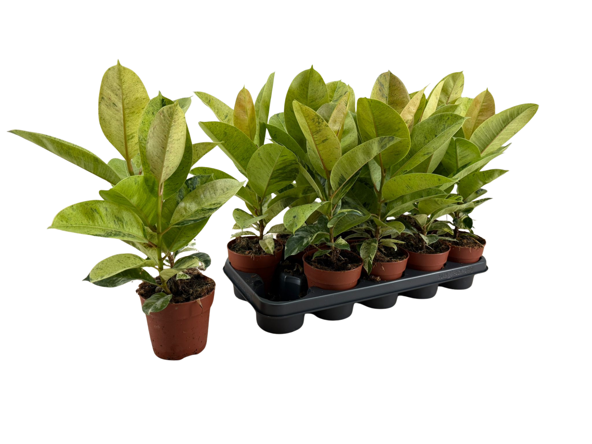 Ficus Schrijveriana p12, D 12 cm