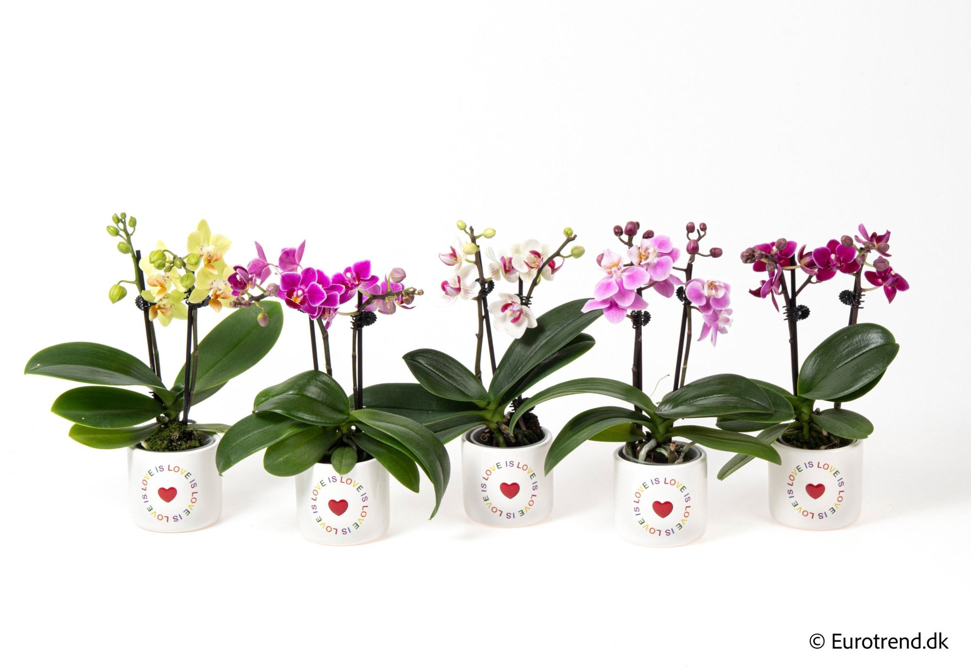 Phalaenopsis 2 spike in love is love ceramic - Spring, Summer & Autumn 2025, D 6 cm