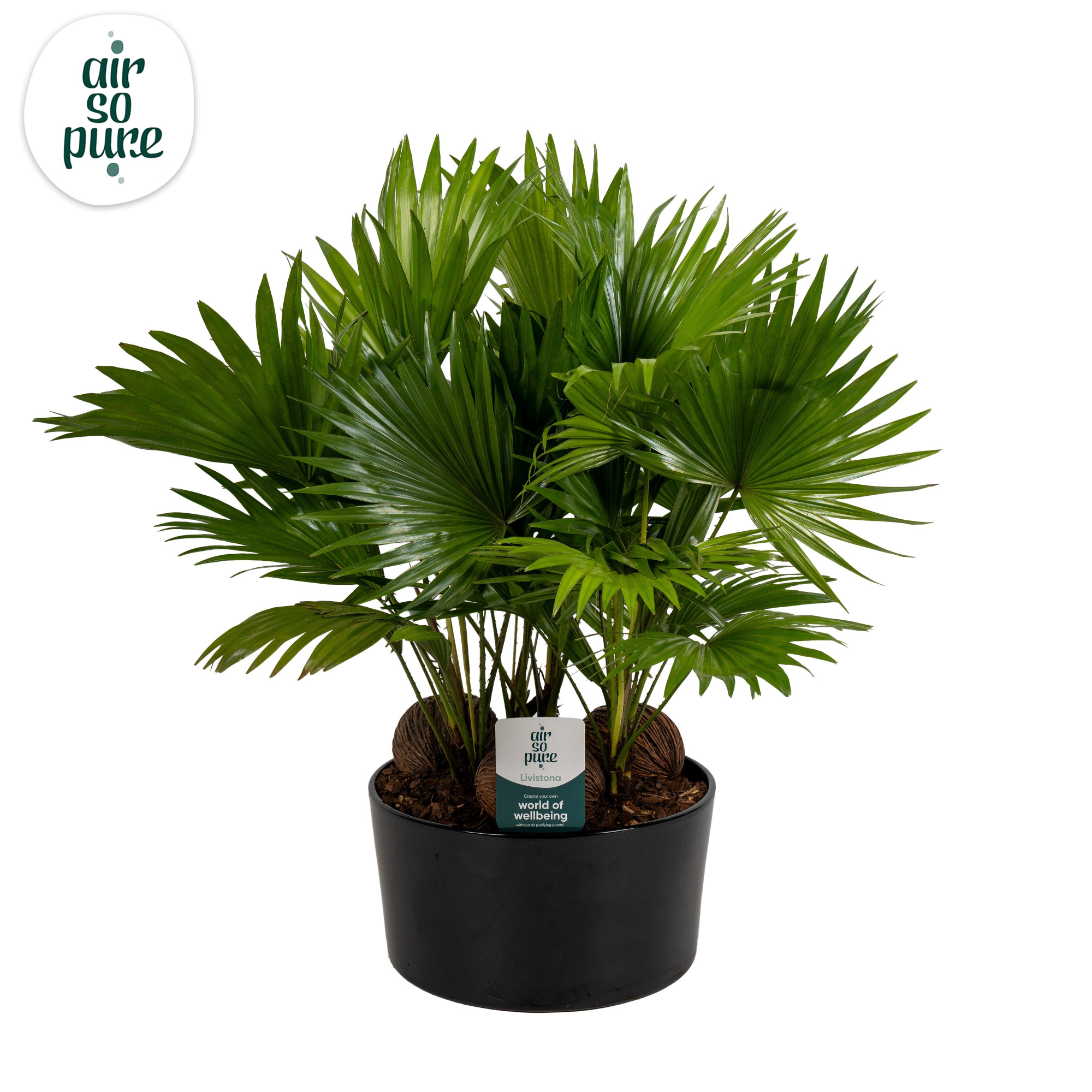 Livistona in Andorra 3 pp black Asp Air So Pure, D 26 cm