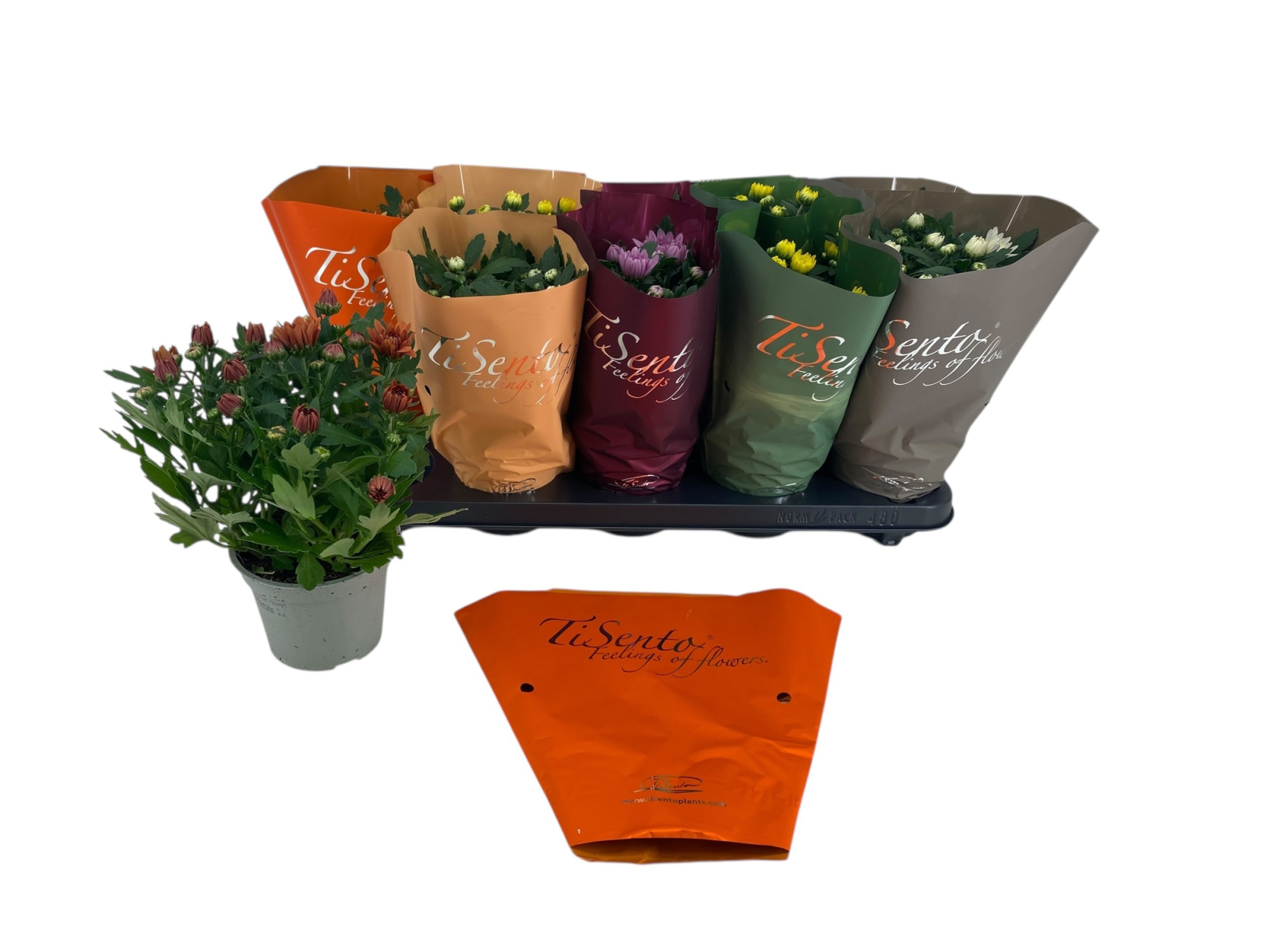 Chrysant 12 cm - herfst Mix week 43, D 12 cm