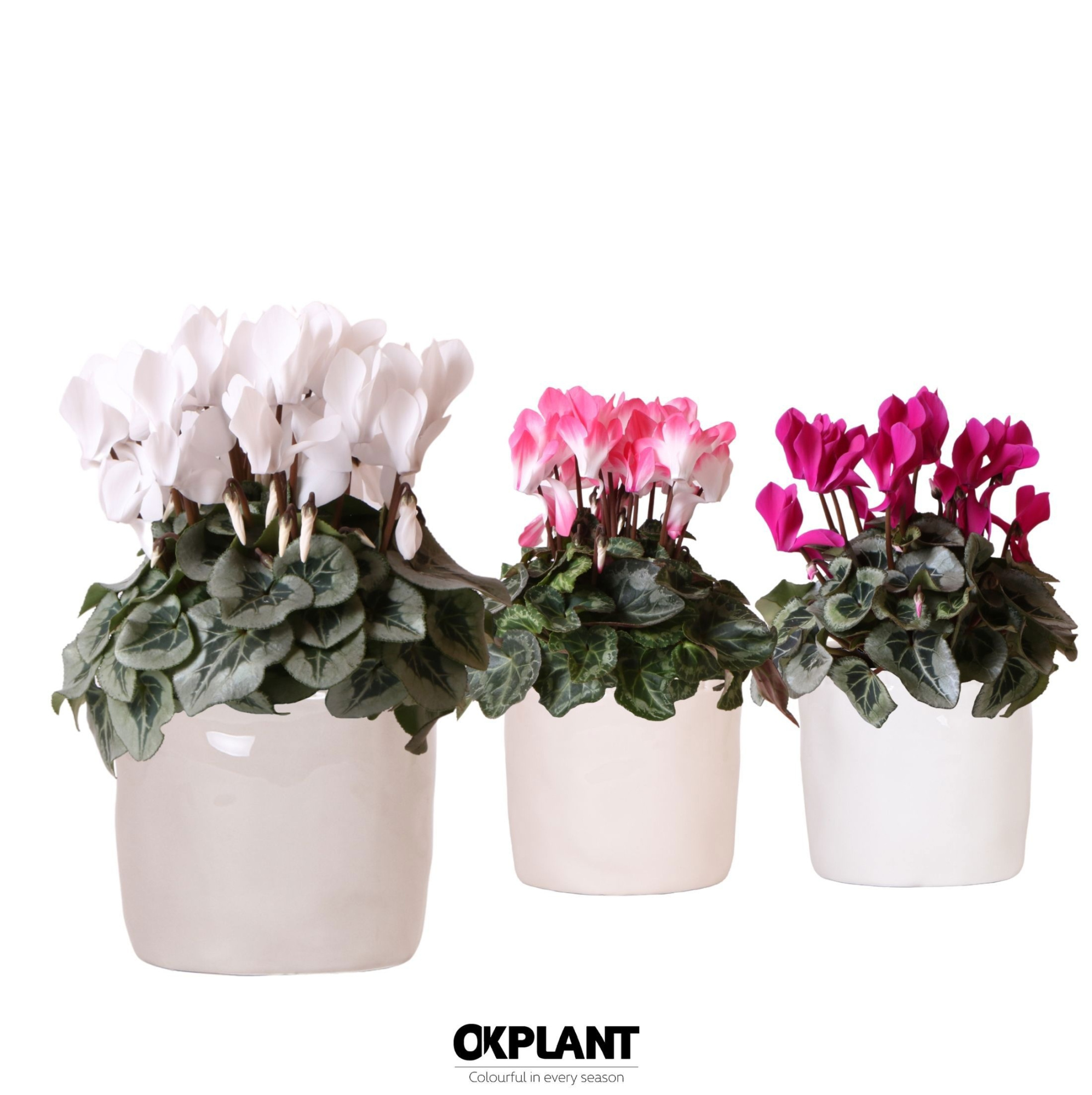 Cyclamen mix in Stones pot mix, D 12 cm