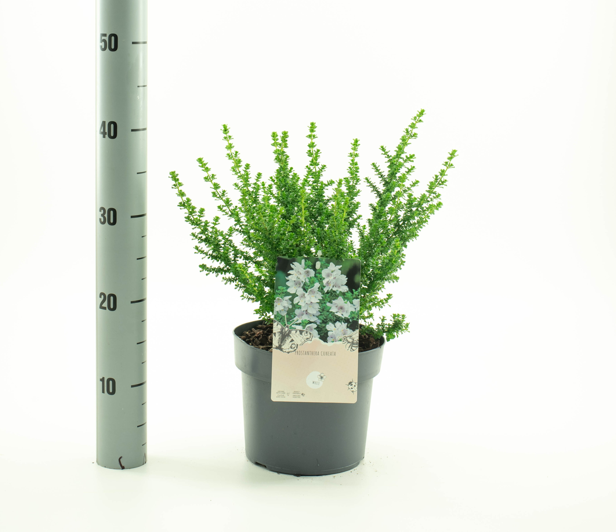 Prostanthera, D 19 cm