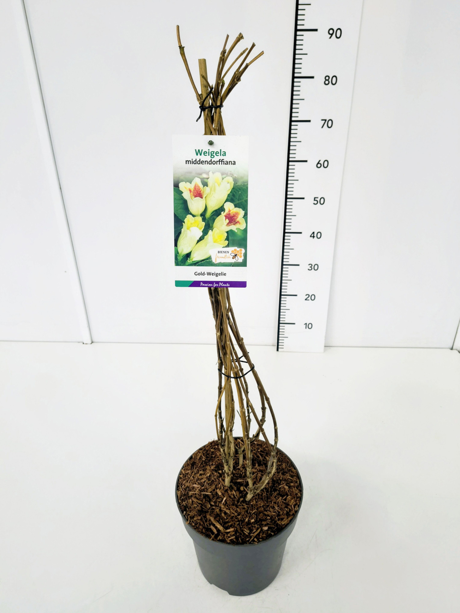 Weigela middendorffiana 60-80C5, D 23