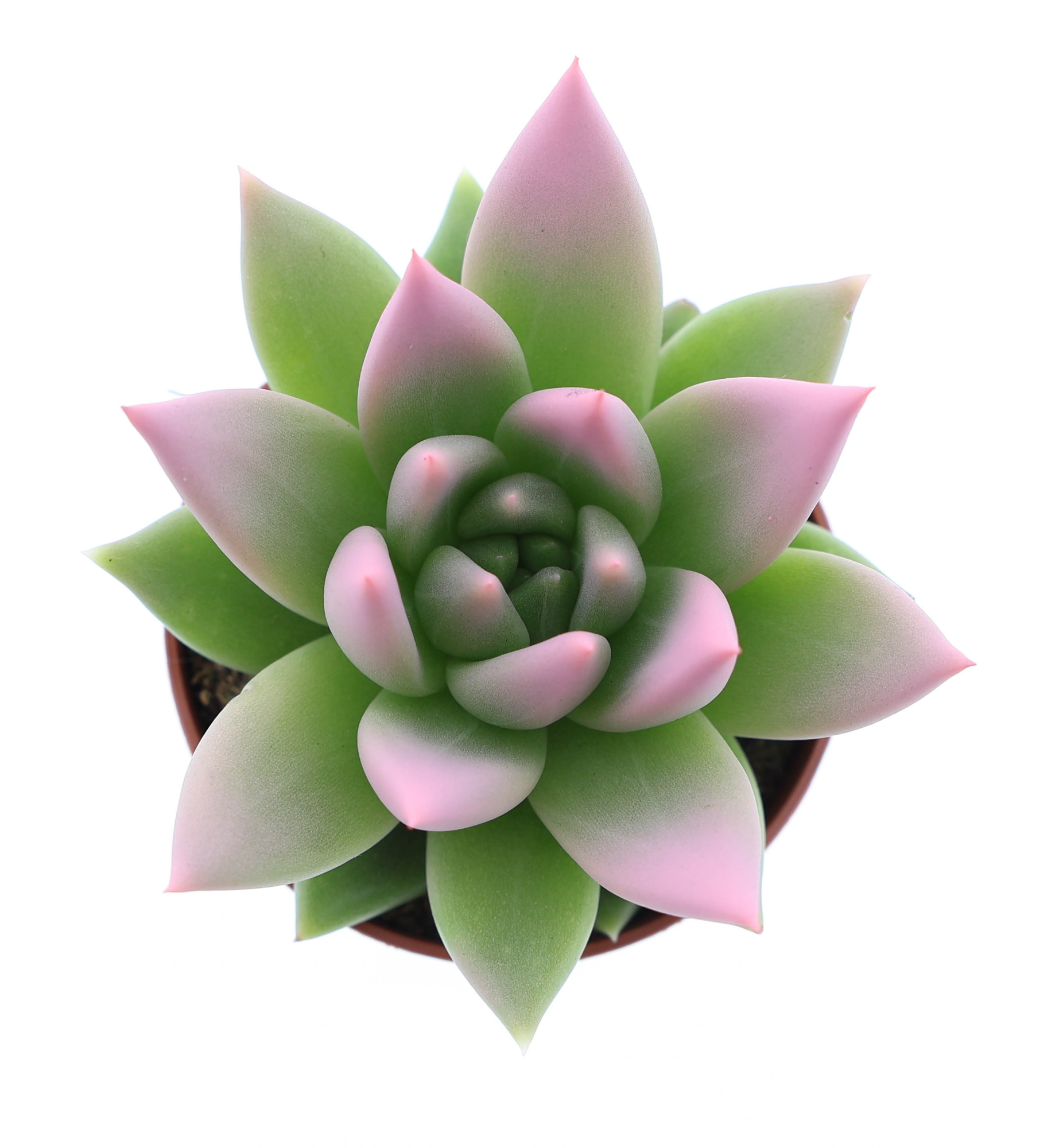 Miranda tips rose, D 5,5 cm