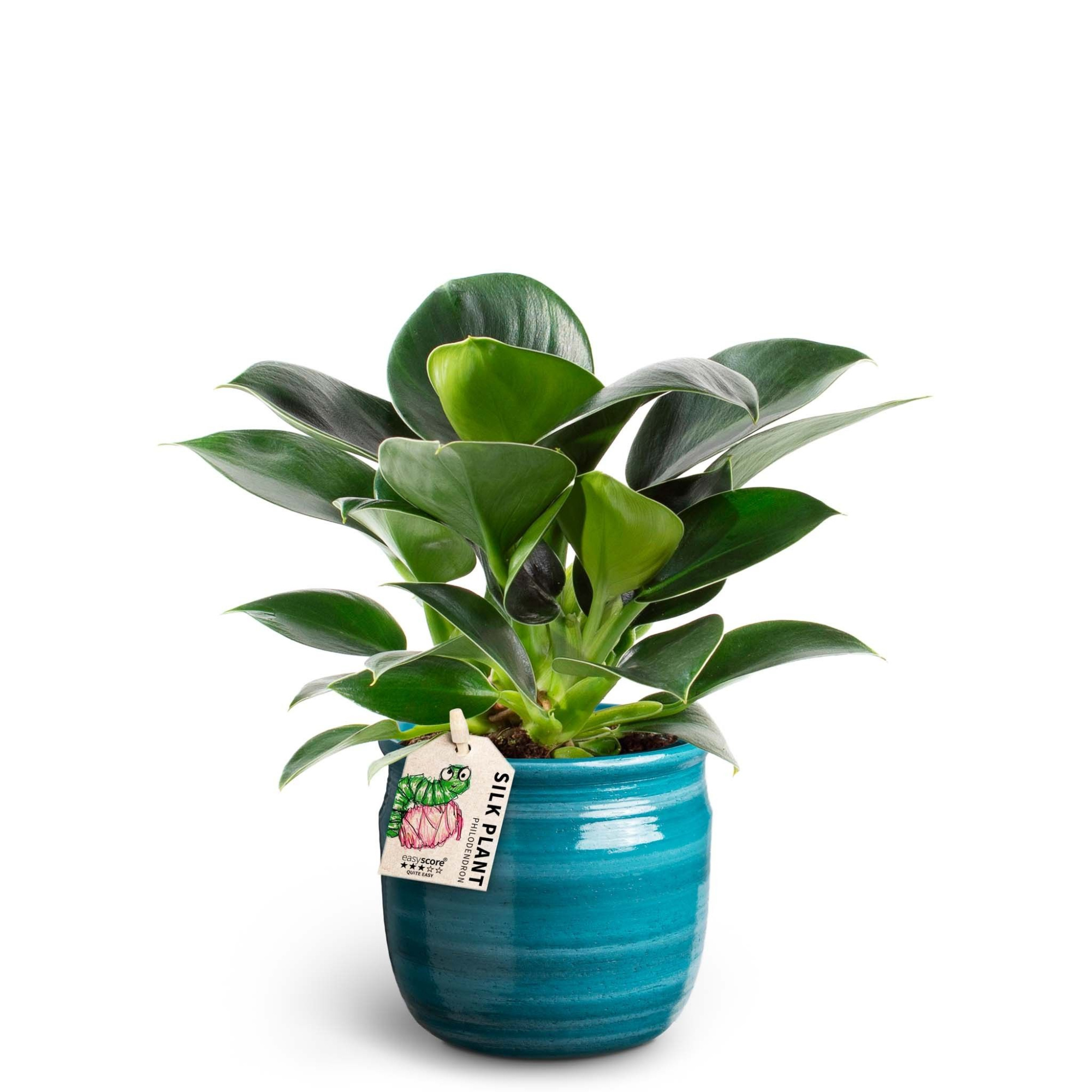 Maceta Teal, Philodendron ´Green Princess´, D 10 cm
