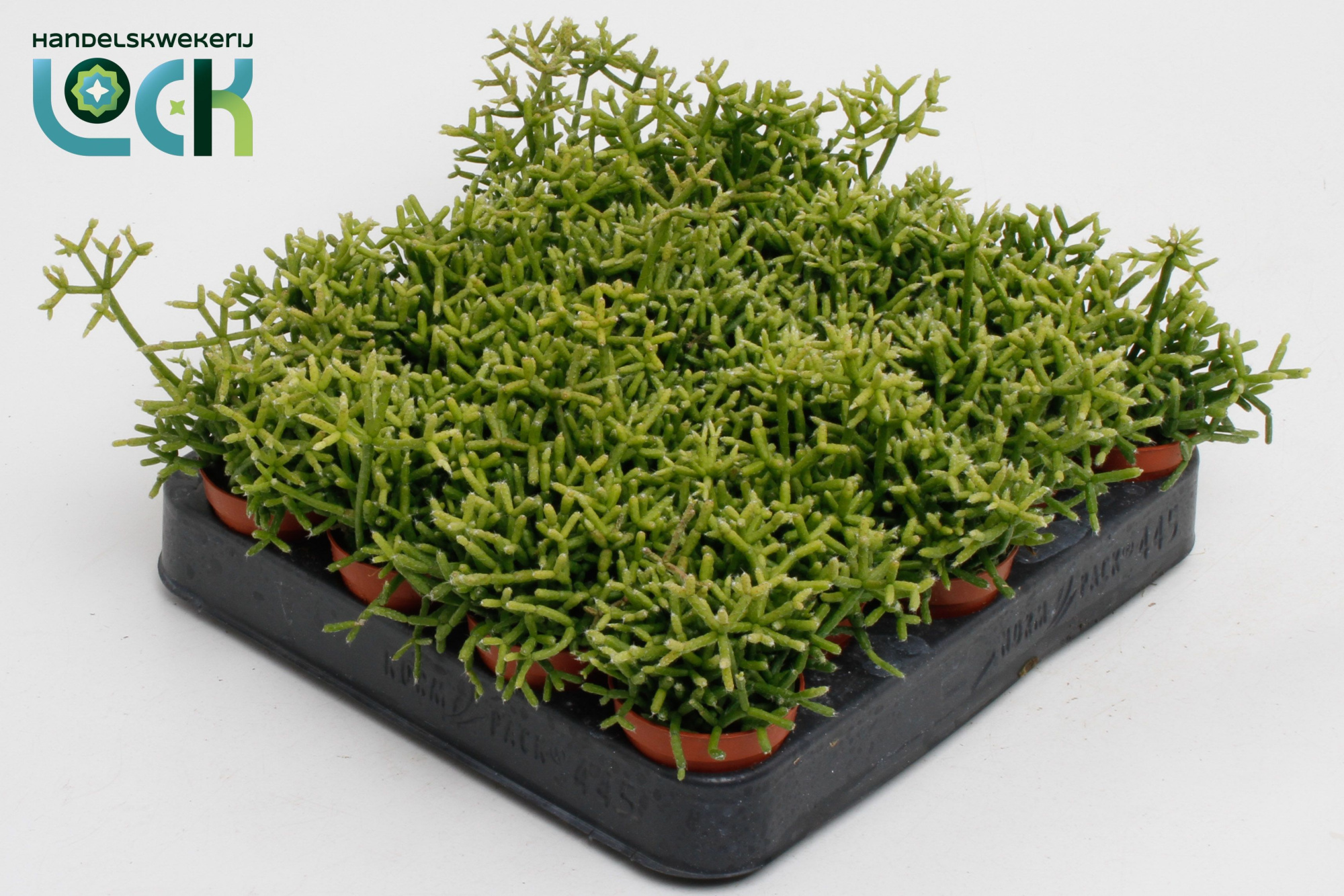 Rhipsalis Heteroclada, D 5,5