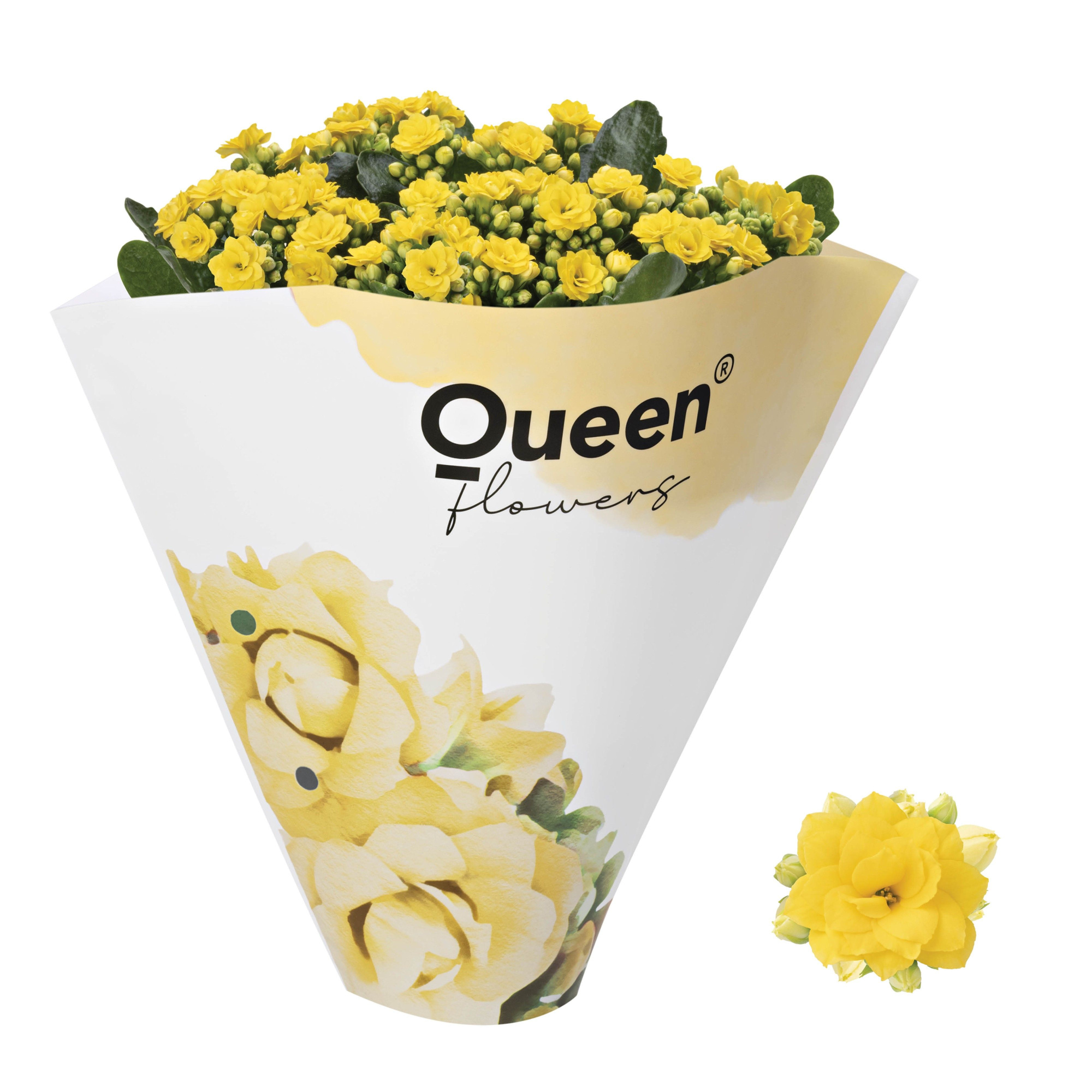 Queen® RoseFlowers 13 cm 3 p.p. Yellow, D 13