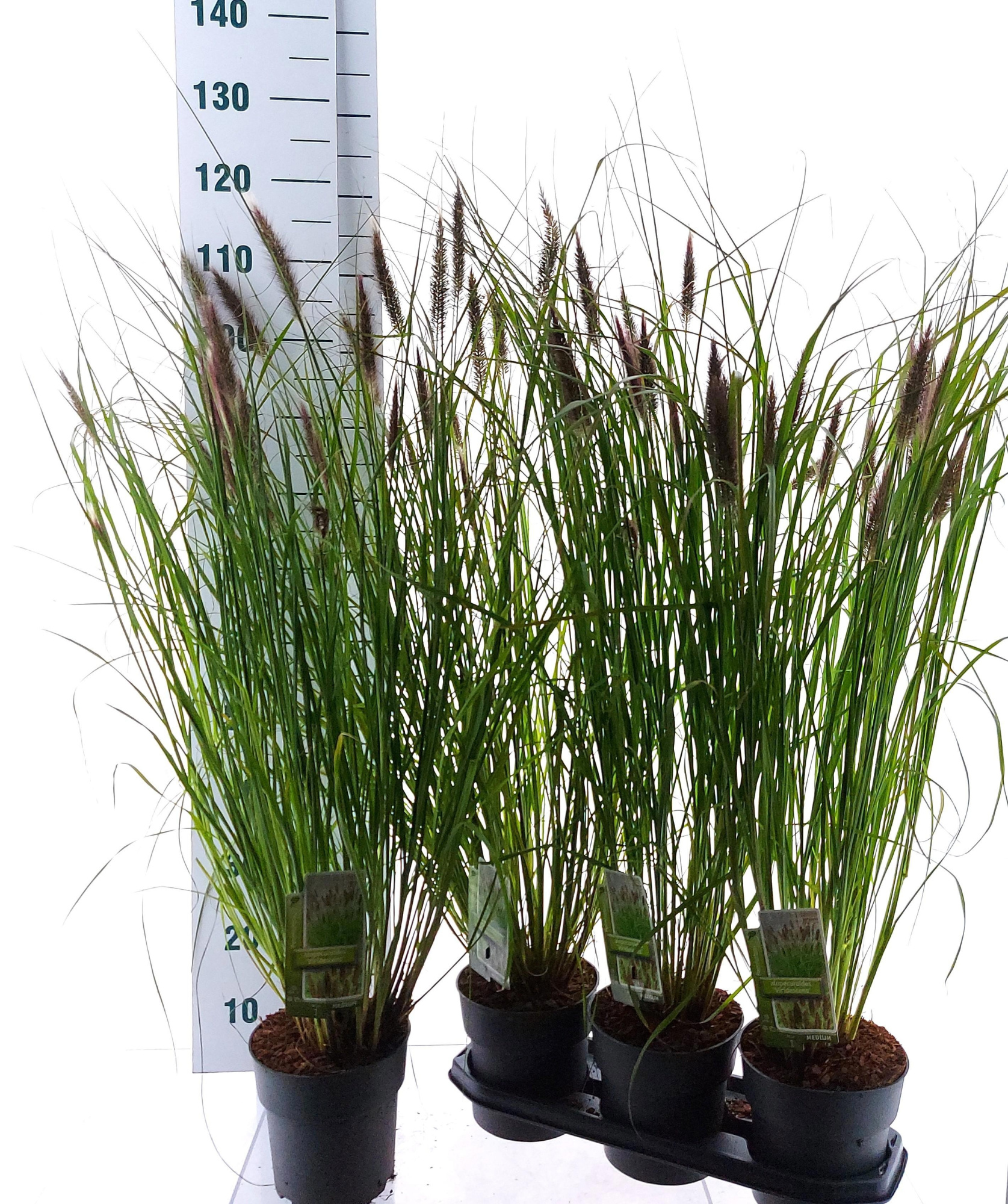 Pennisetum alopecuroides 'Viridescens', D 19 cm