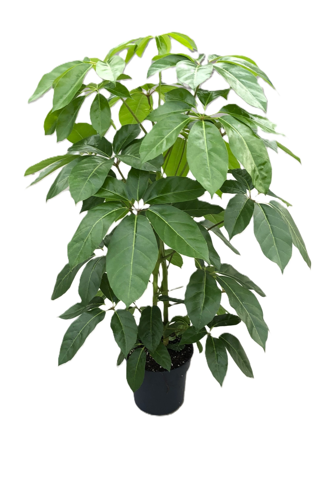 Schefflera actinophylla 'Amate' p27 2pp 130-150cm, D 27 cm