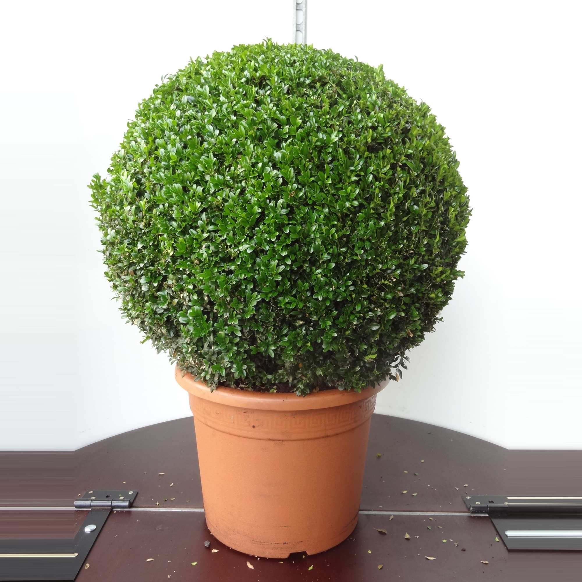 Buxus sempervirens bol 65, D 40 cm