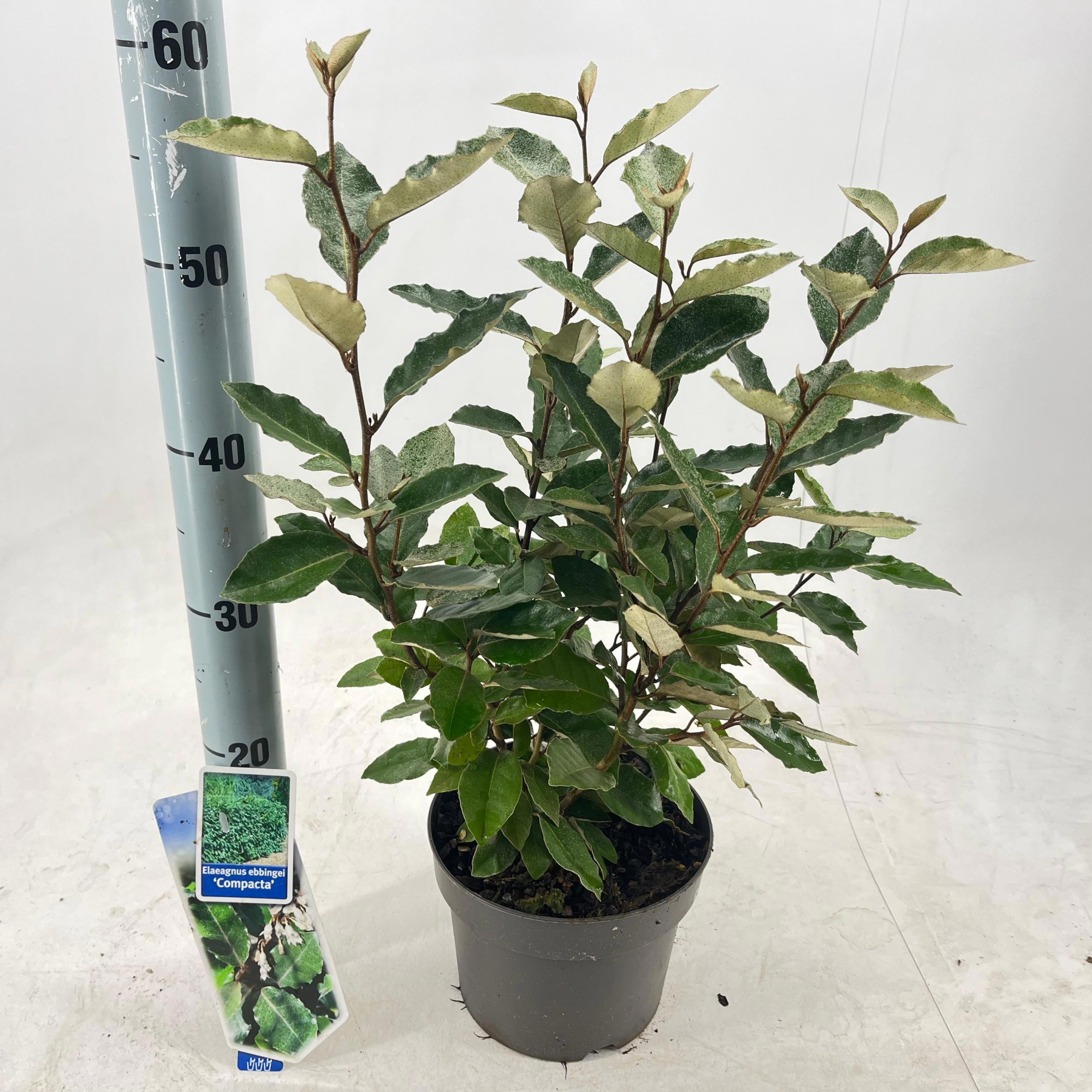 Elaeagnus ebbingei 'Compacta', D 19 cm