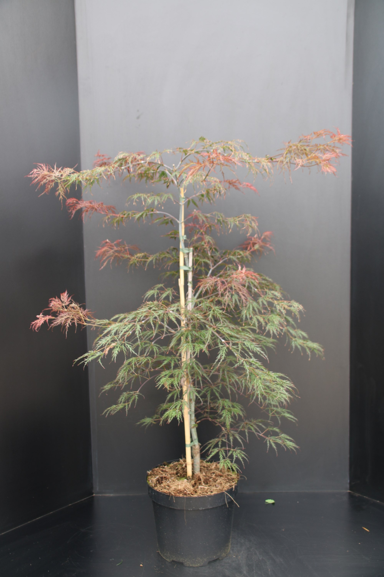 Acer palmatum Garnet P29, D 29 cm
